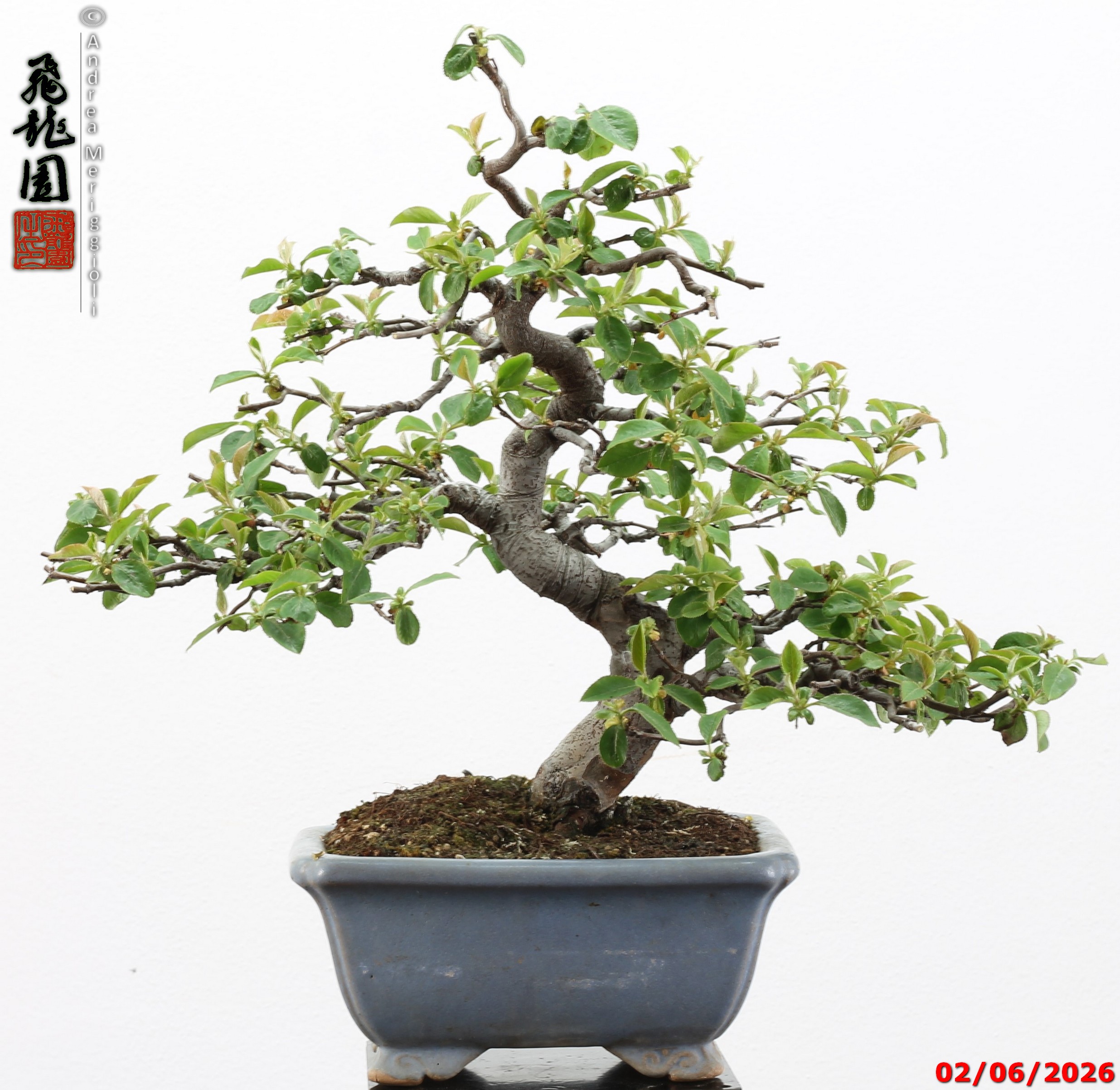 Pseudocydonia sinensis - immagine 11