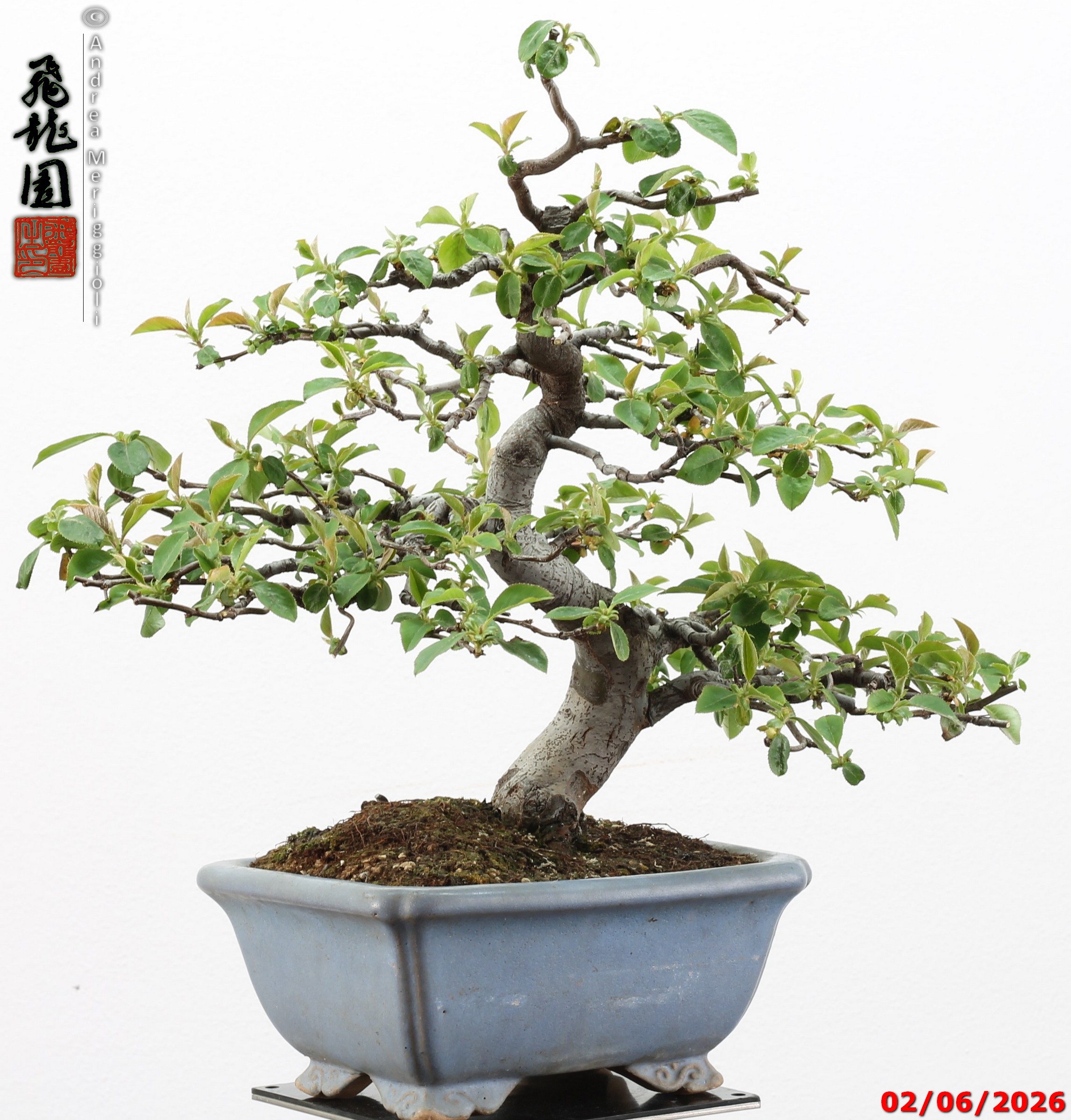 Pseudocydonia sinensis - immagine 10