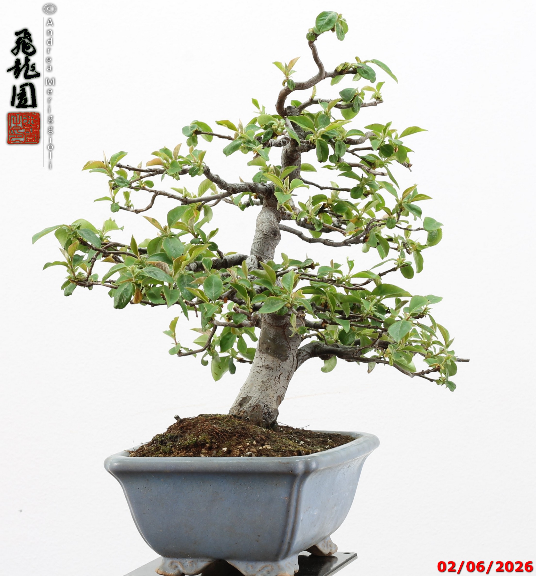 Pseudocydonia sinensis - immagine 9