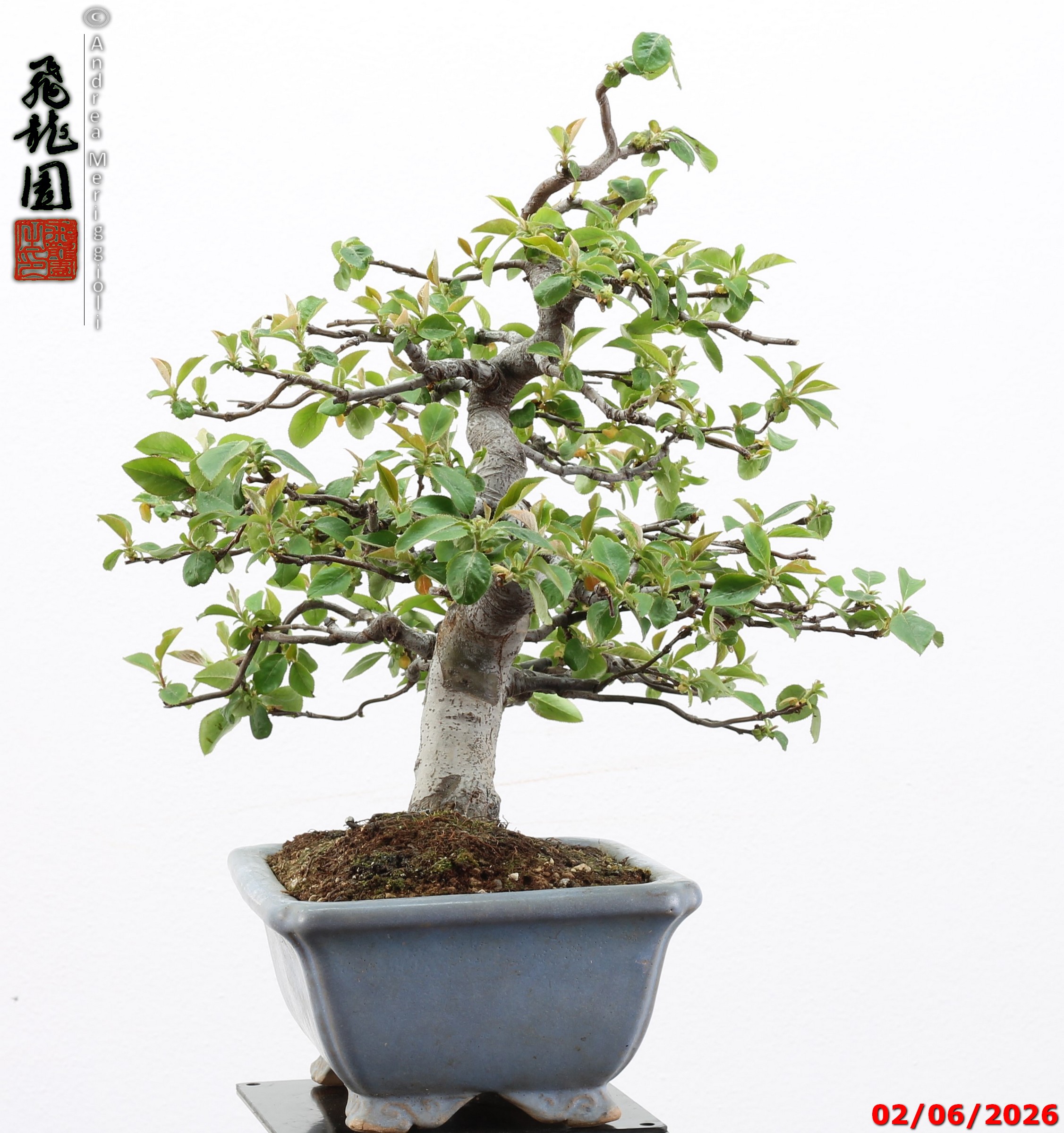 Pseudocydonia sinensis - immagine 8