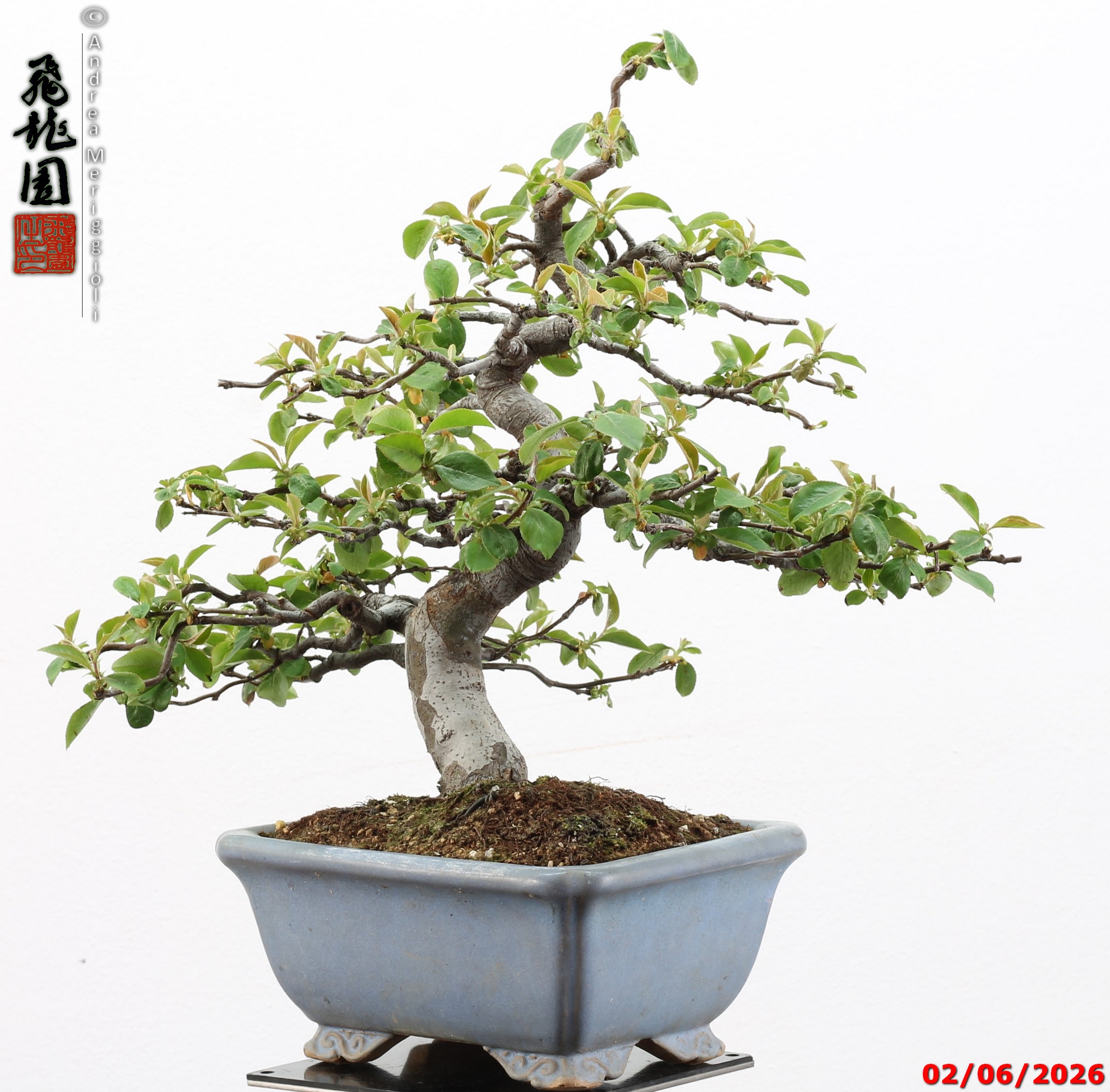 Pseudocydonia sinensis - immagine 7