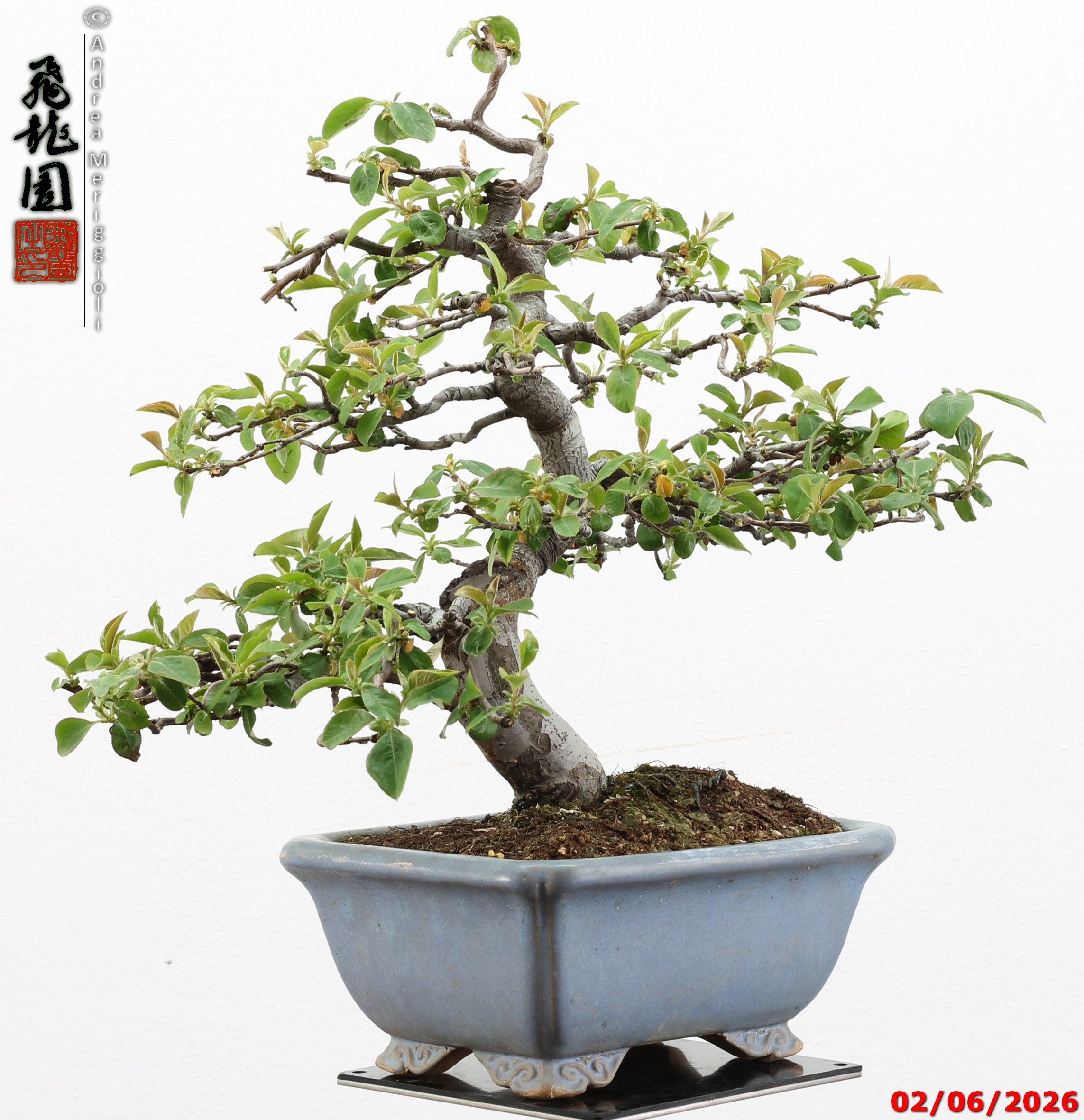 Pseudocydonia sinensis - immagine 5