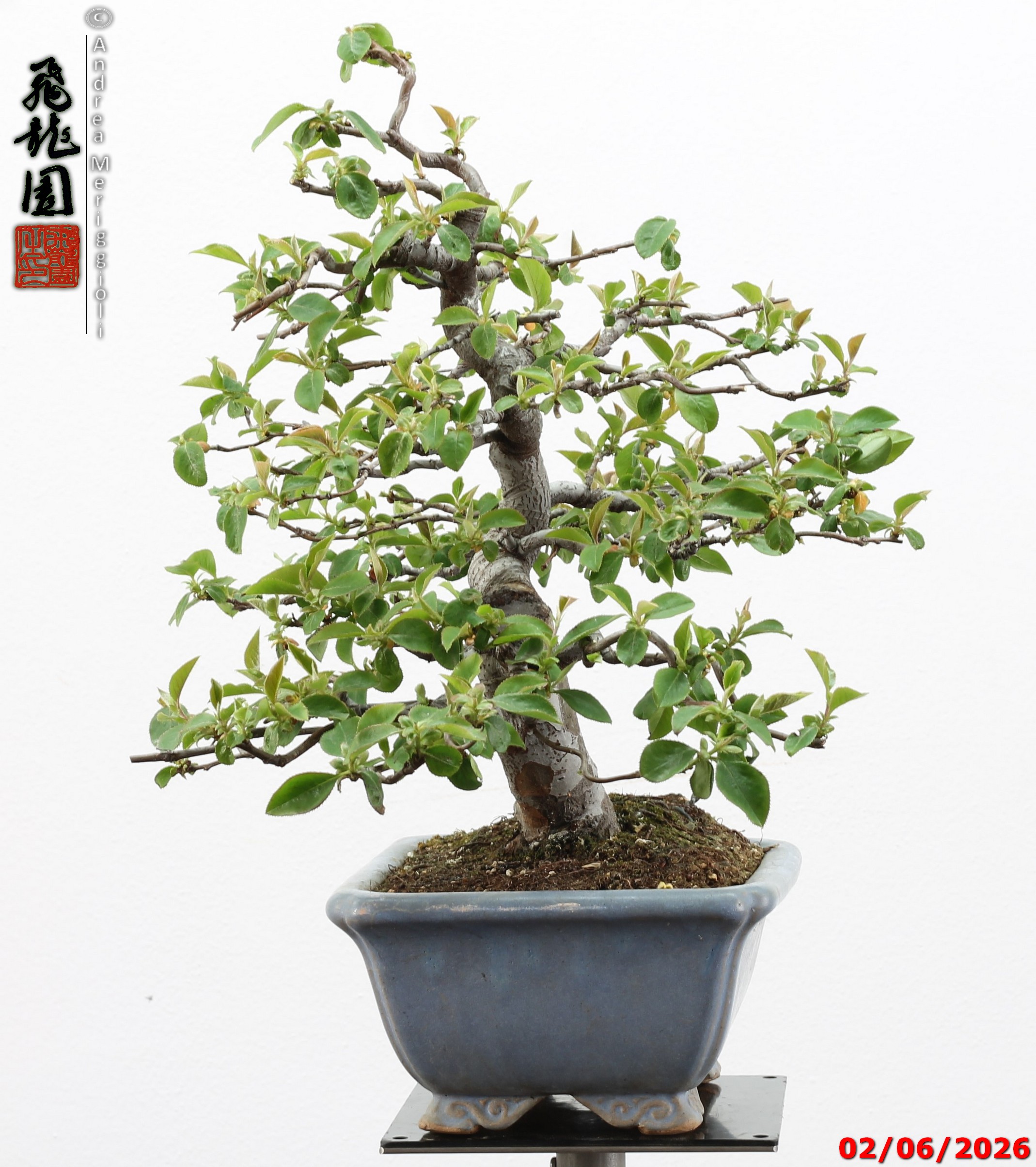Pseudocydonia sinensis - immagine 4