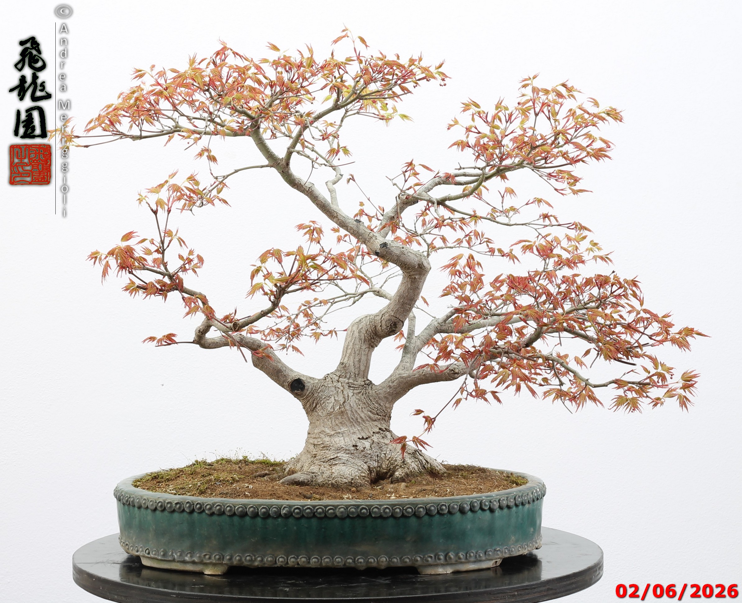 Acer palmatum - immagine 12
