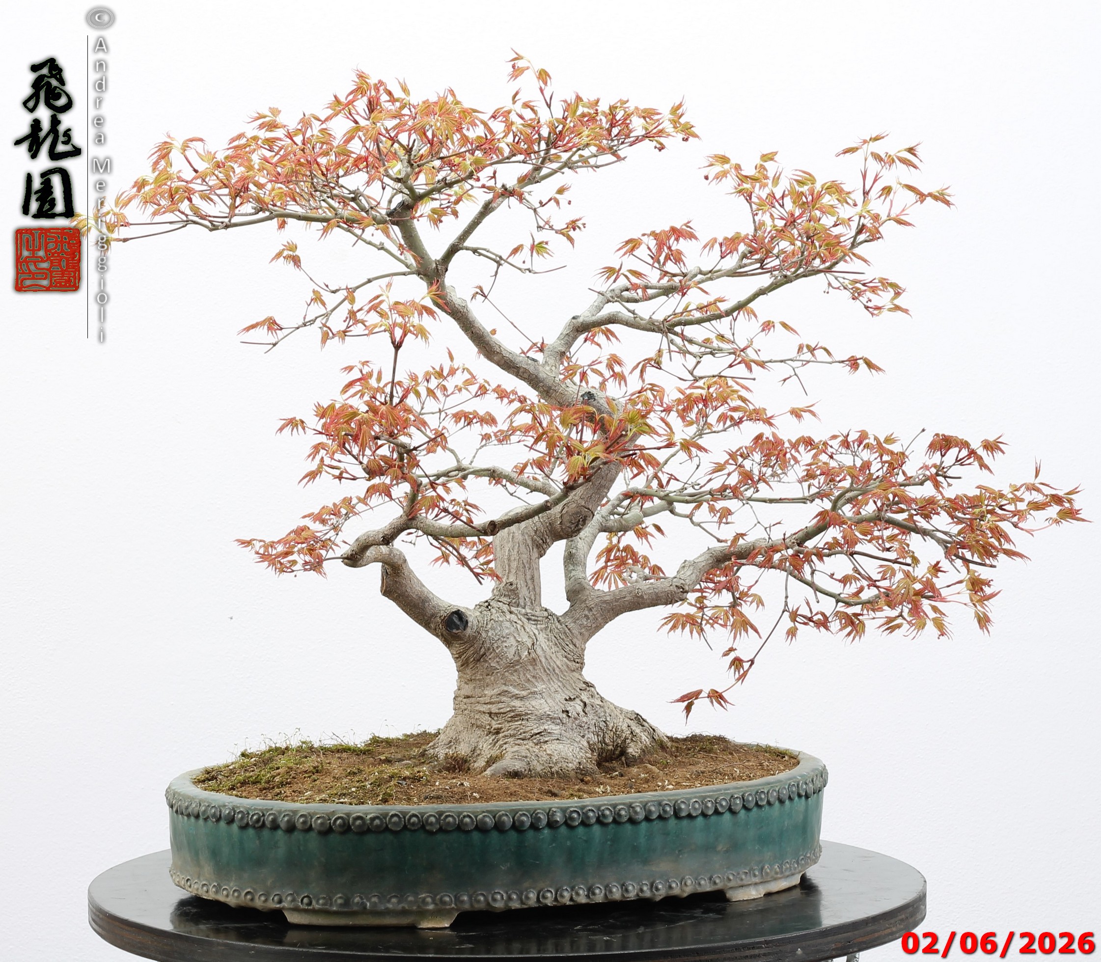 Acer palmatum - immagine 11