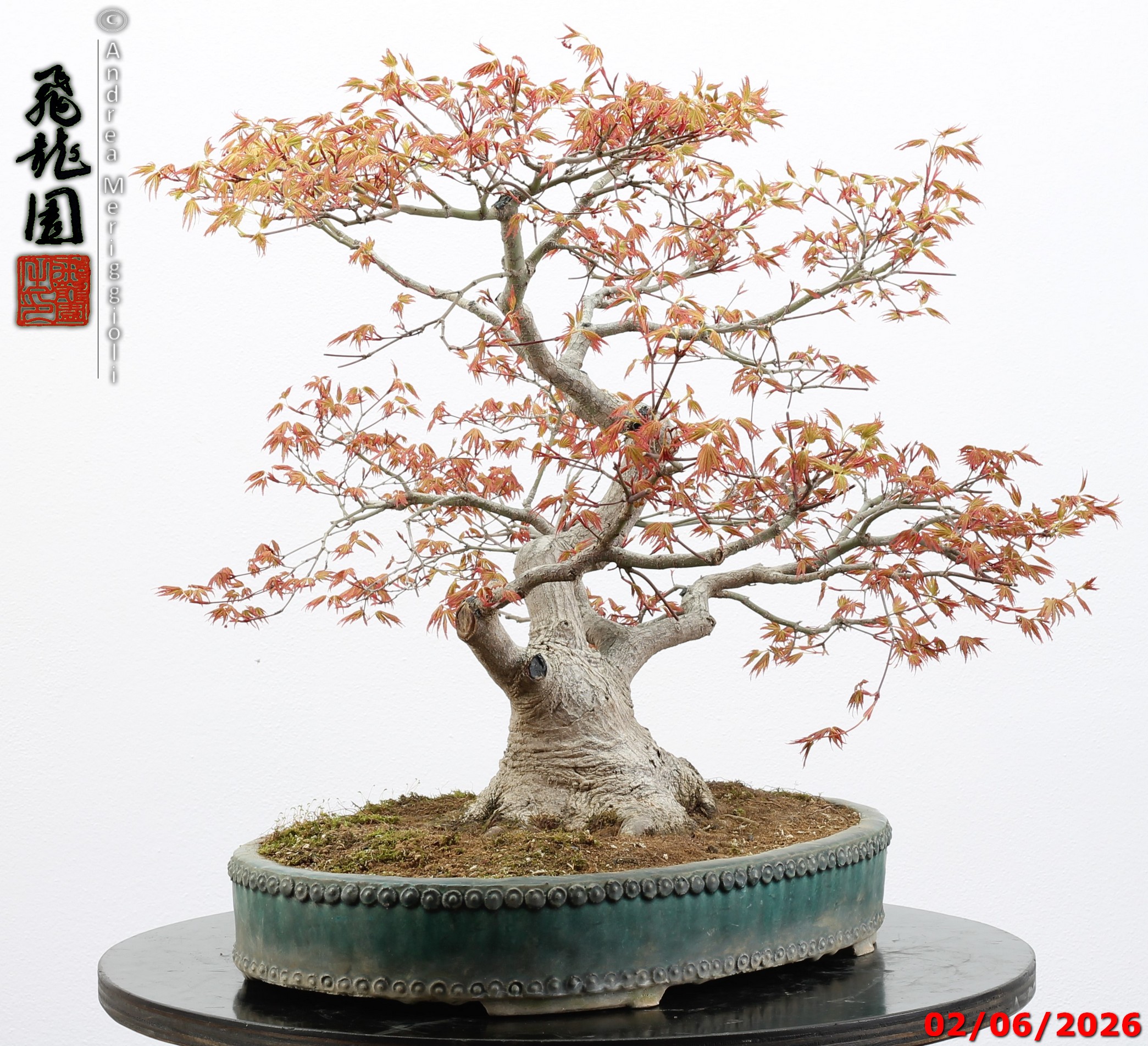 Acer palmatum - immagine 10