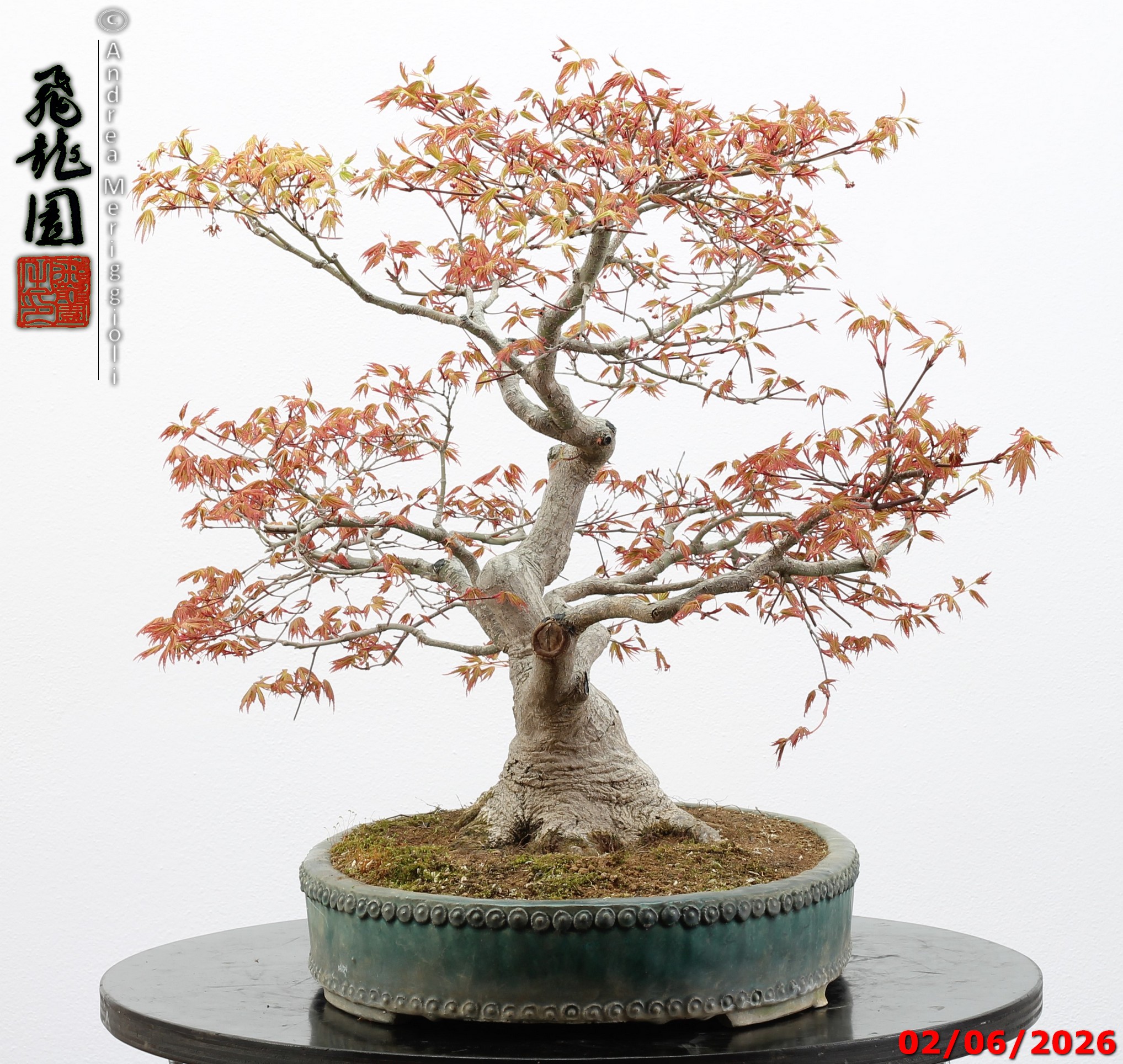 Acer palmatum - immagine 9