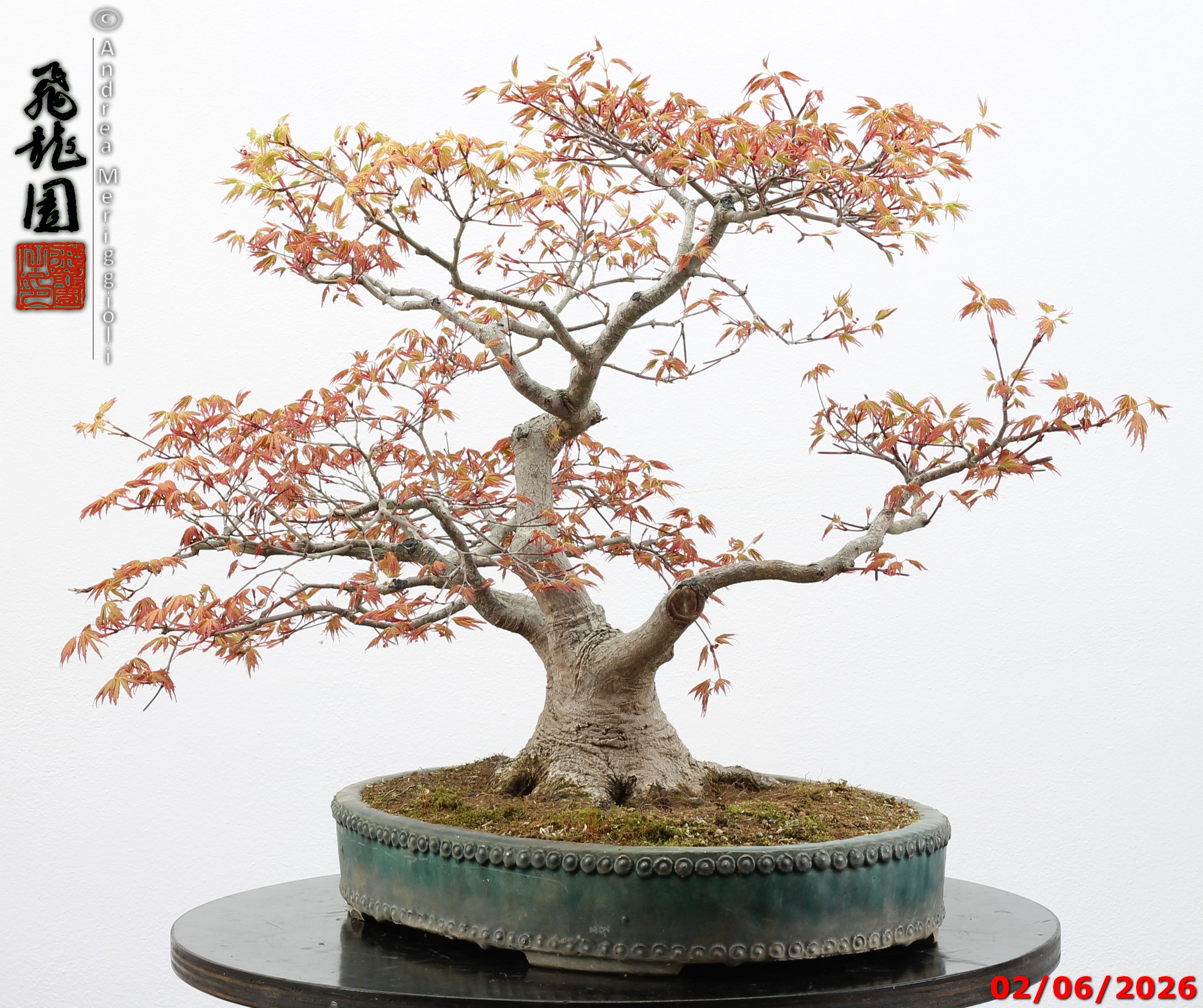 Acer palmatum - immagine 8