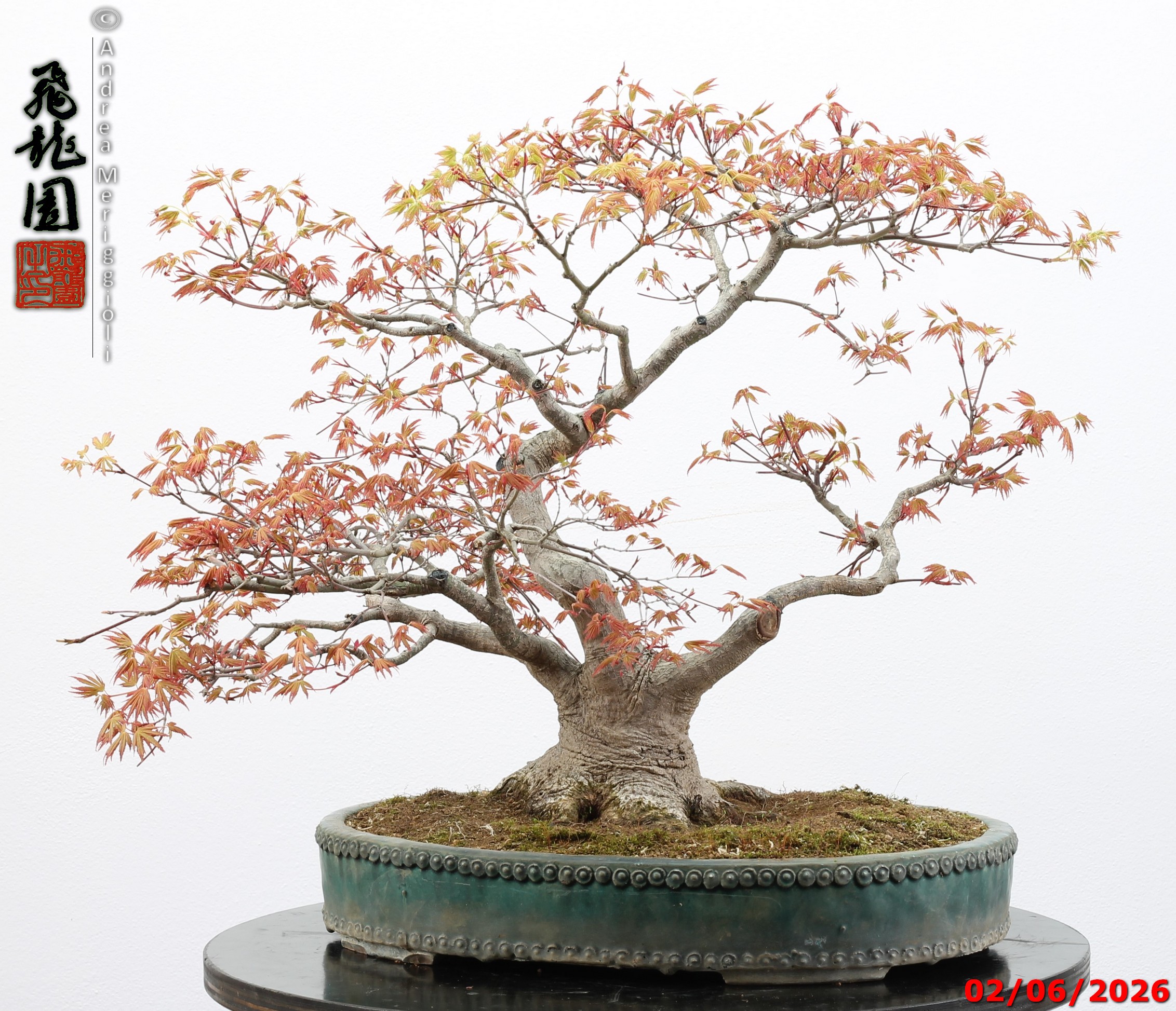 Acer palmatum - immagine 7