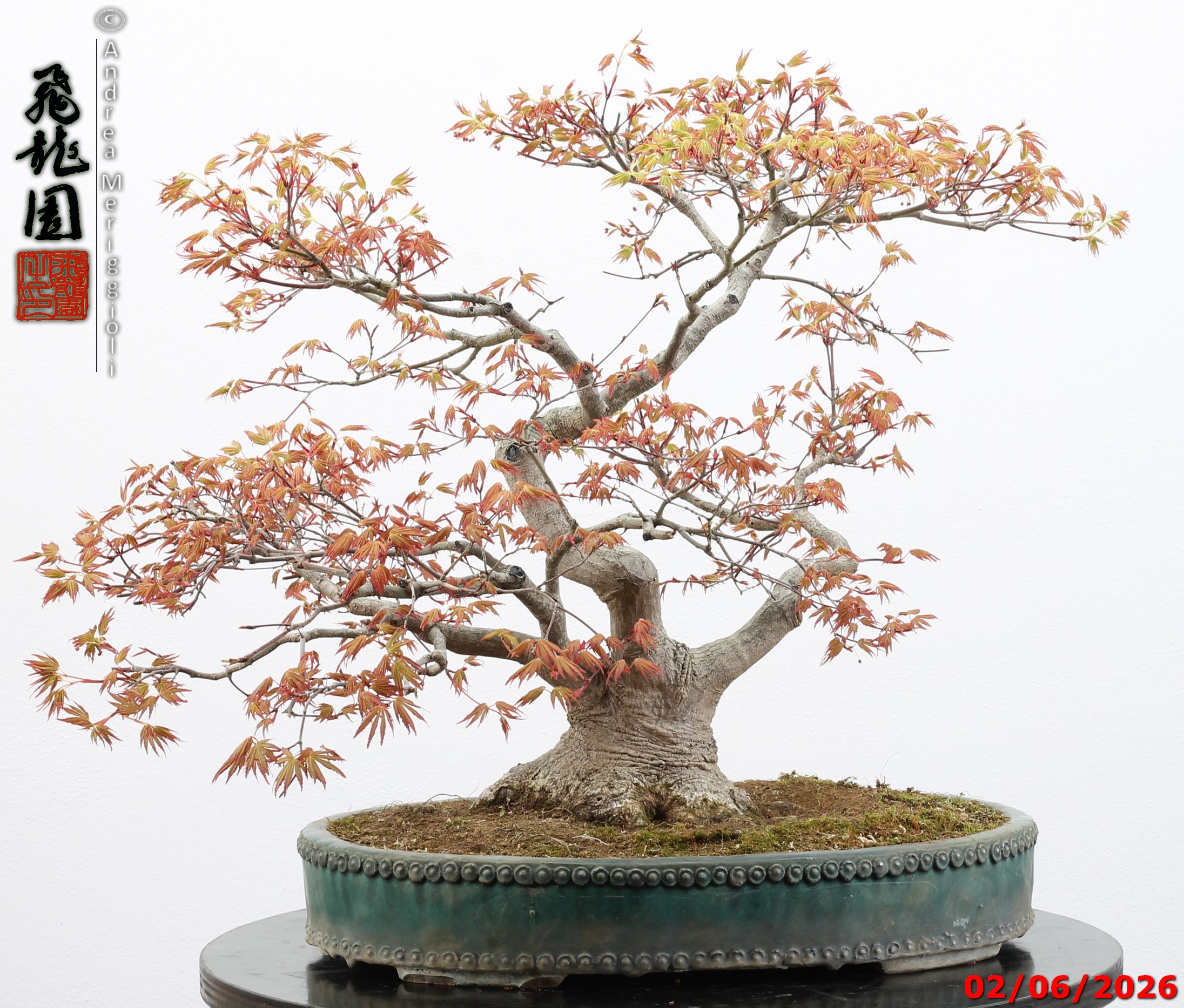 Acer palmatum - immagine 6
