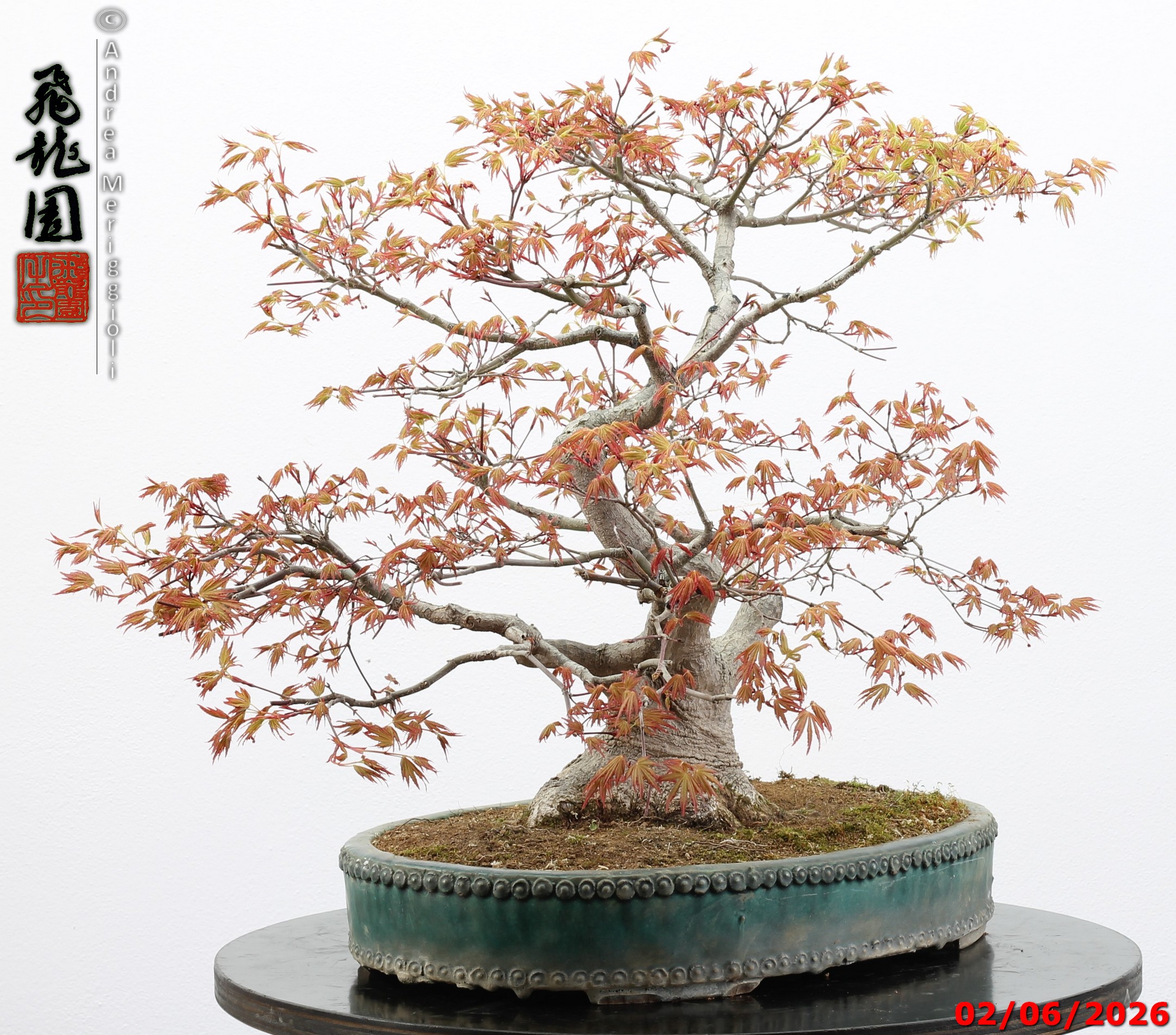 Acer palmatum - immagine 5