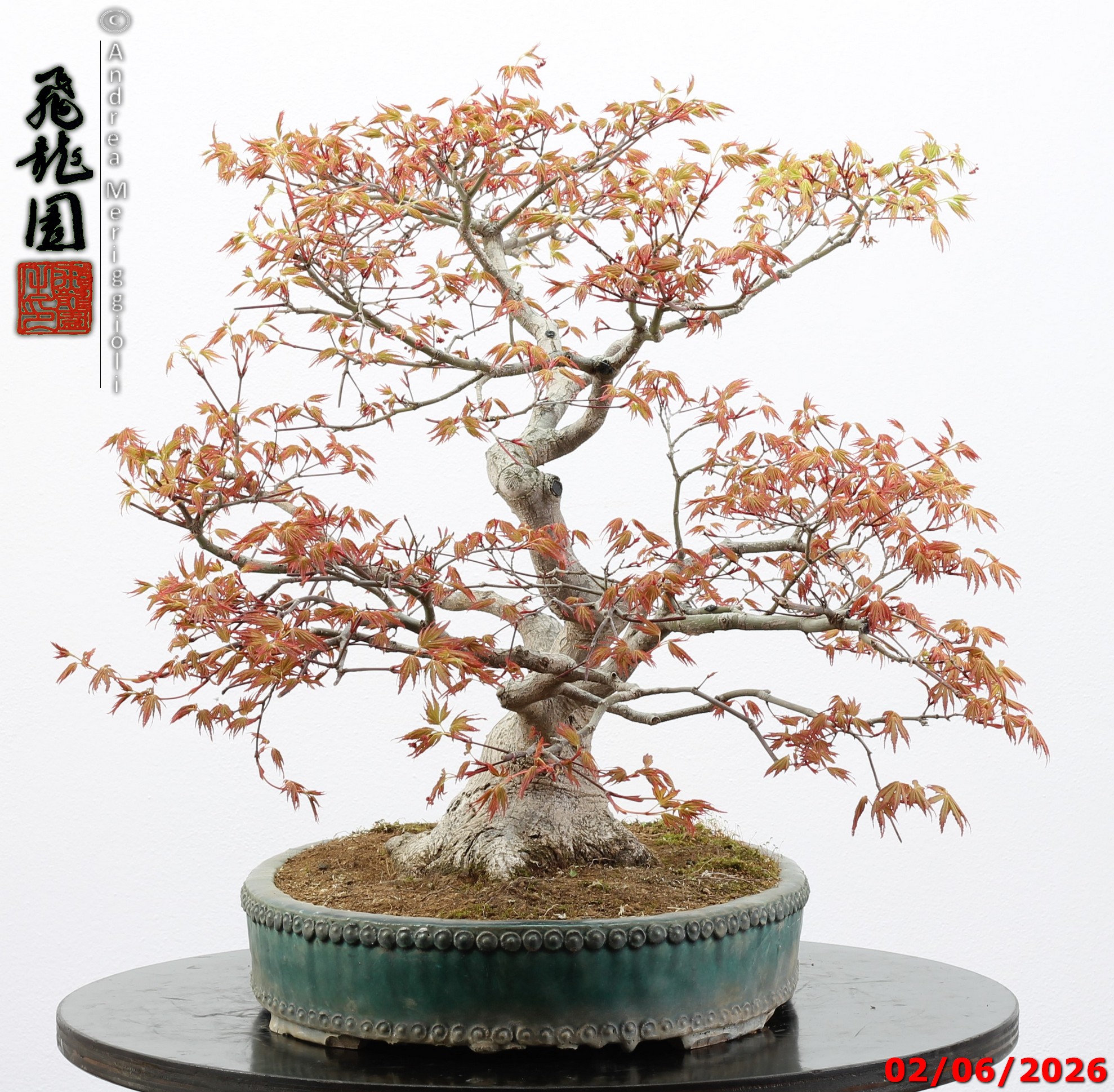 Acer palmatum - immagine 4