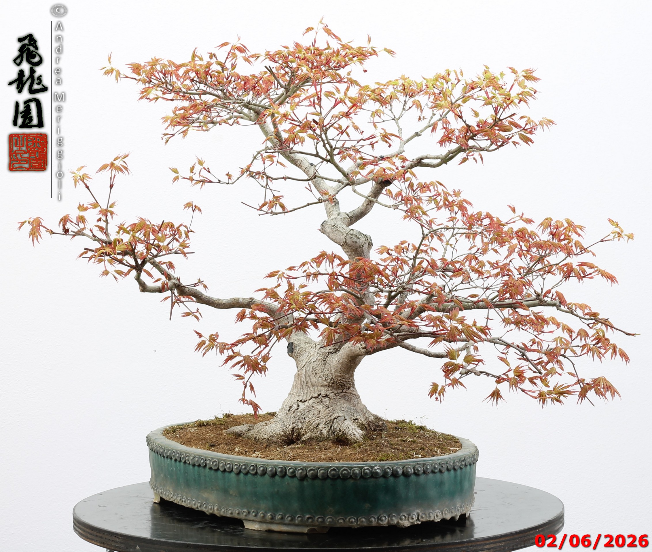 Acer palmatum - immagine 3