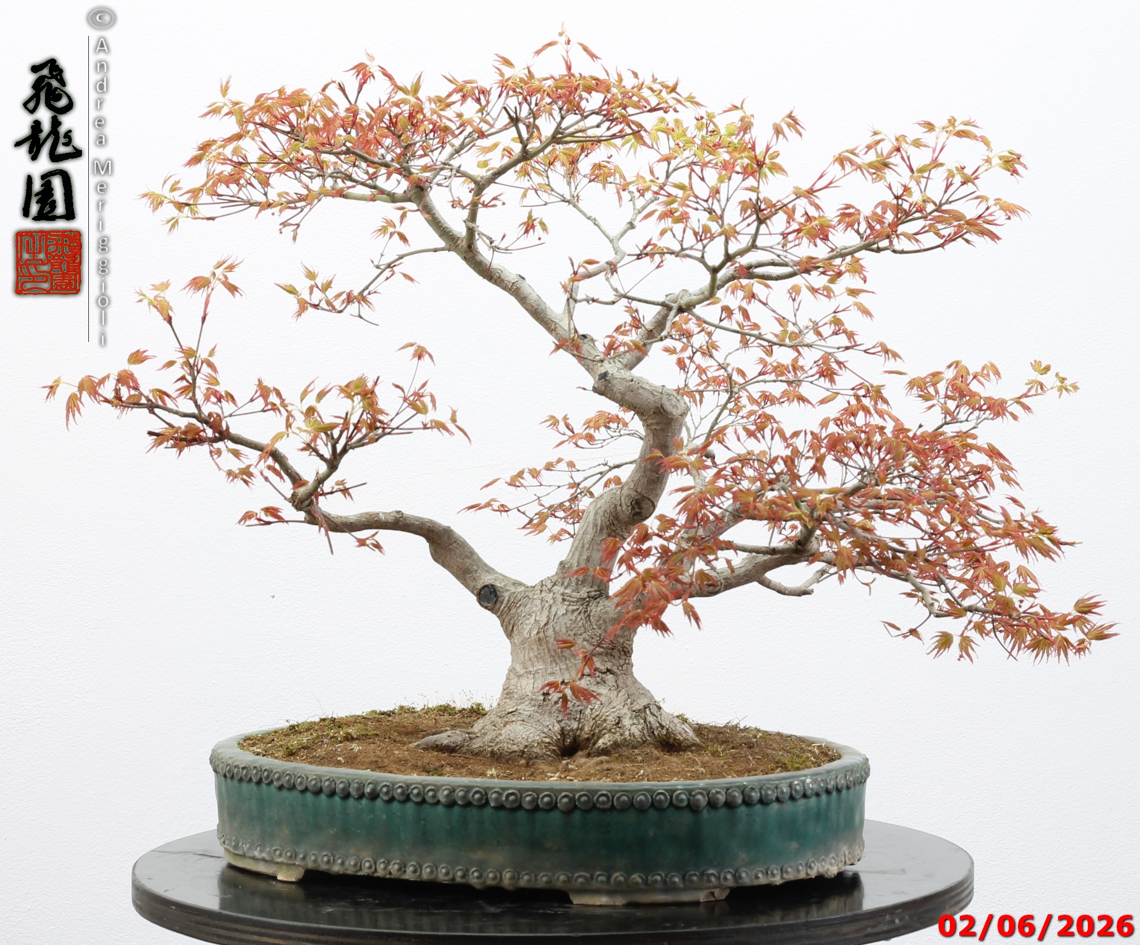 Acer palmatum - immagine 2