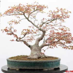 Acer palmatum