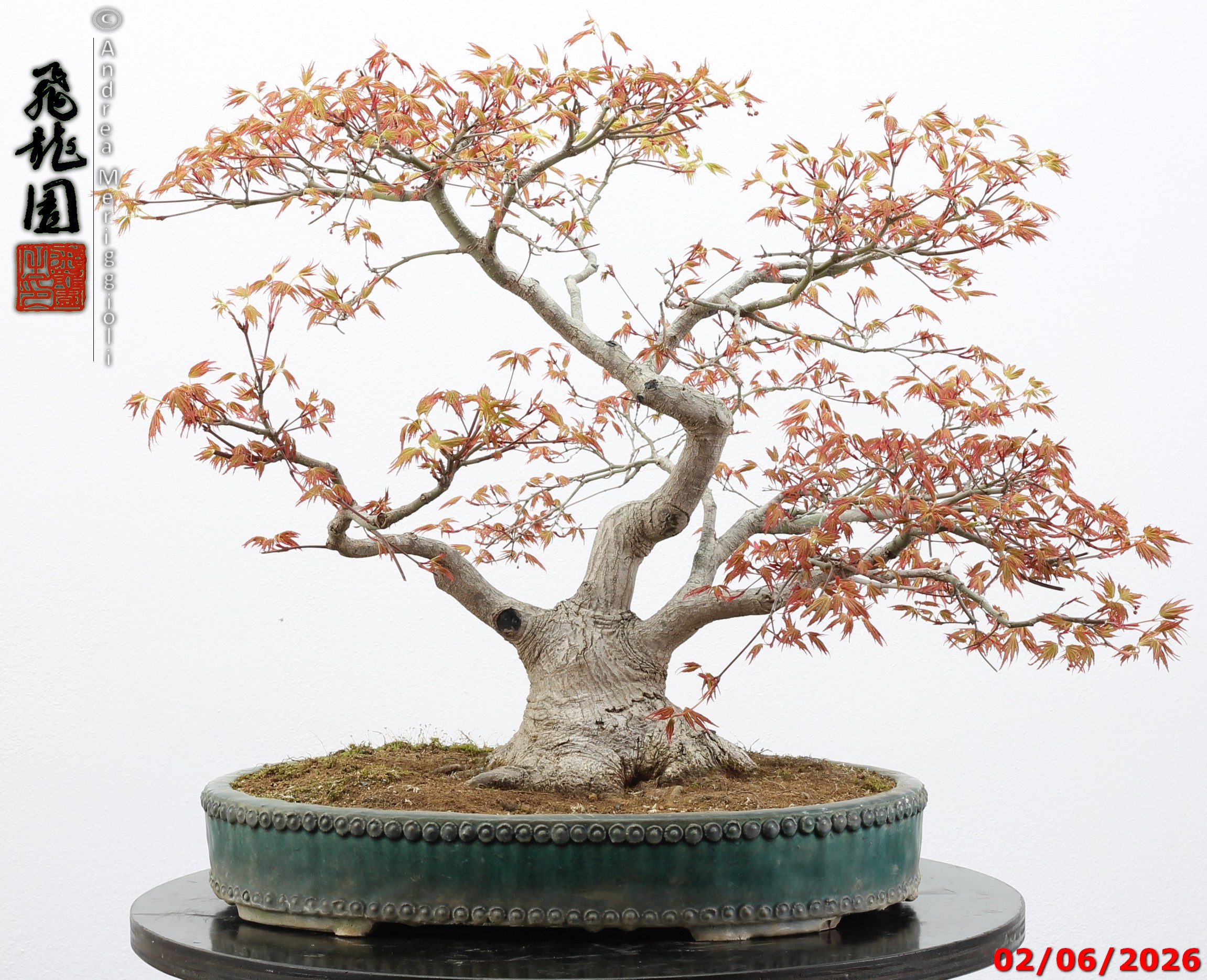 Acer palmatum