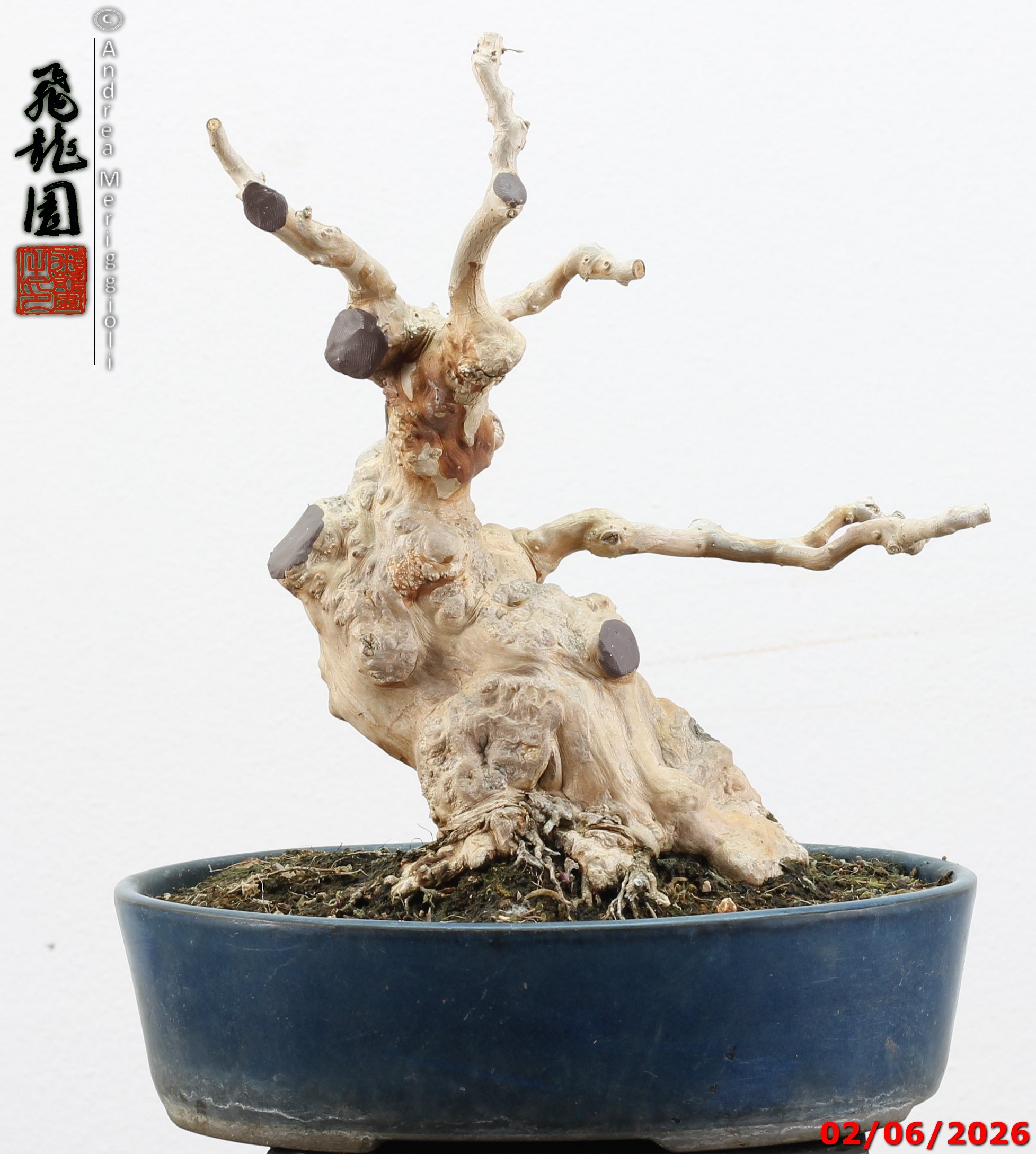 Lagerstroemia shohin - Image 13