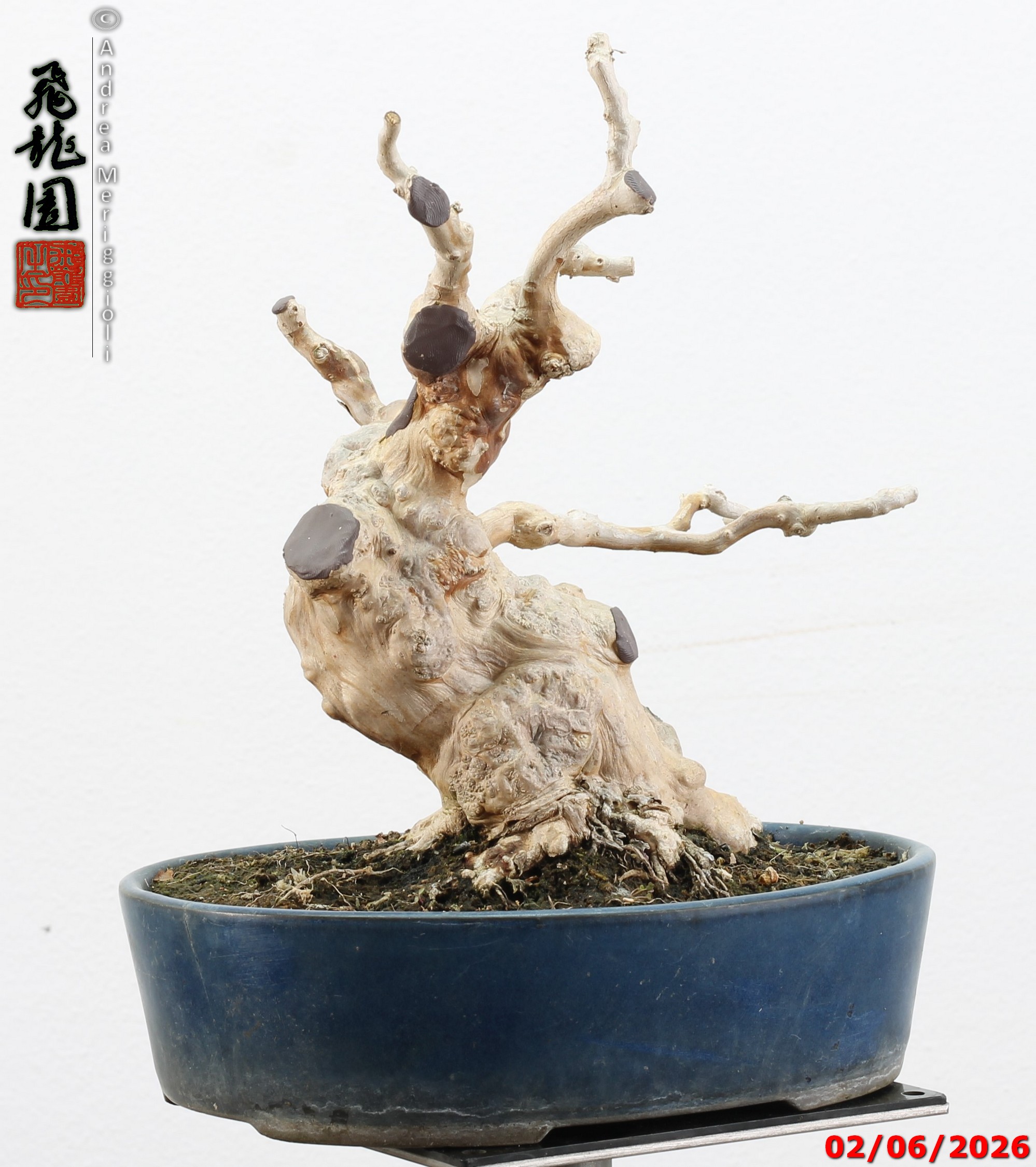 Lagerstroemia shohin - Image 12