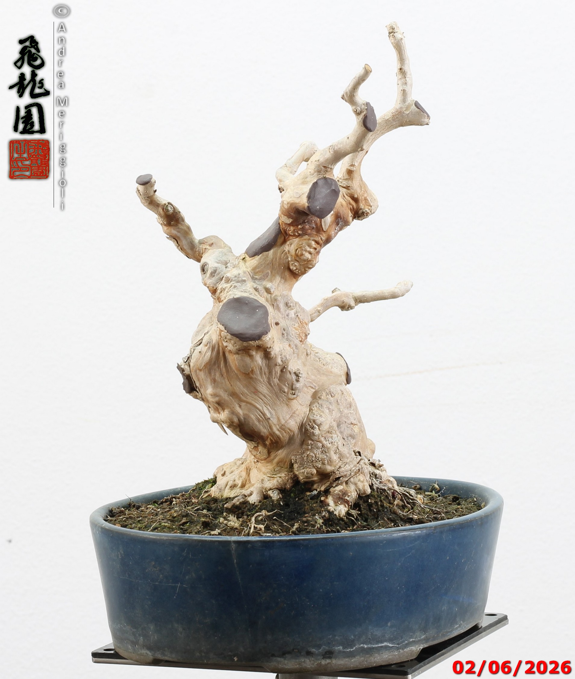 Lagerstroemia shohin - Image 11
