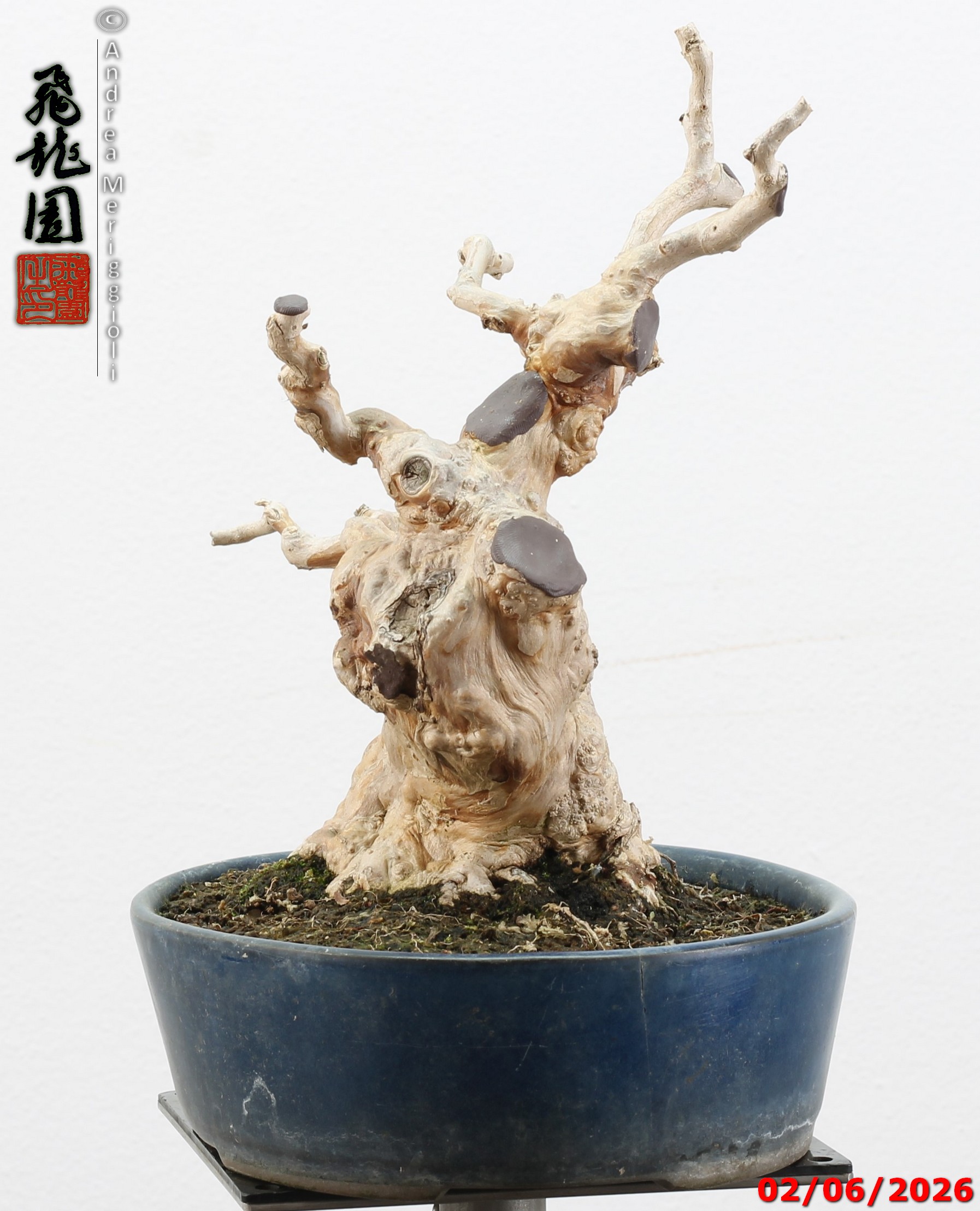 Lagerstroemia shohin - Image 10
