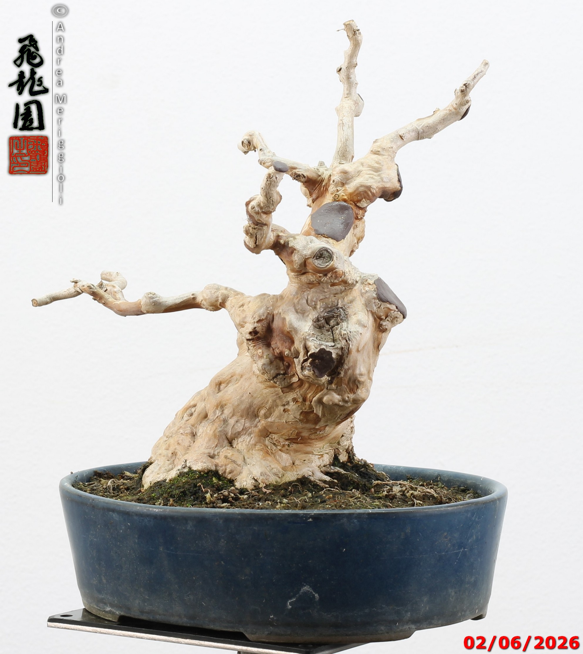 Lagerstroemia shohin - Image 9