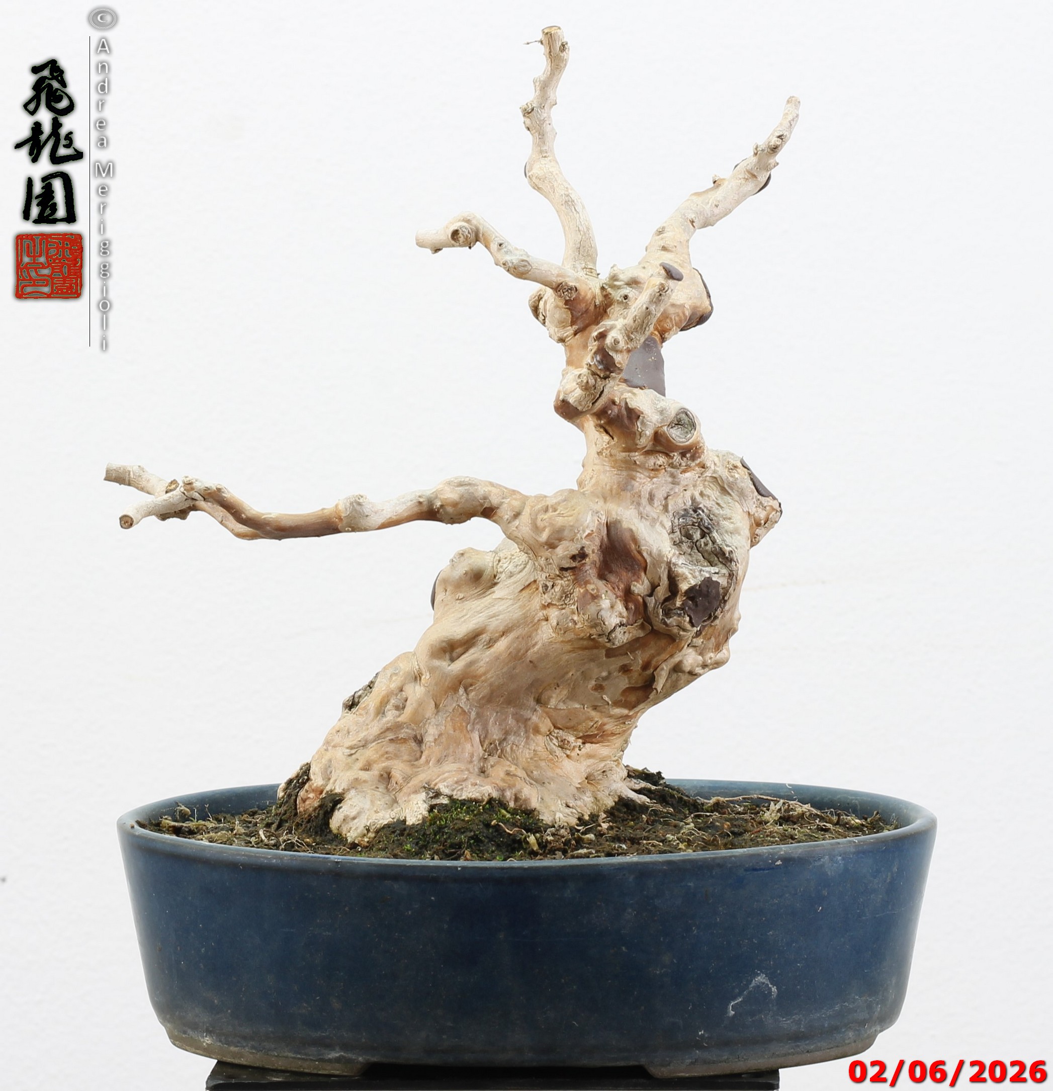 Lagerstroemia shohin - Image 8