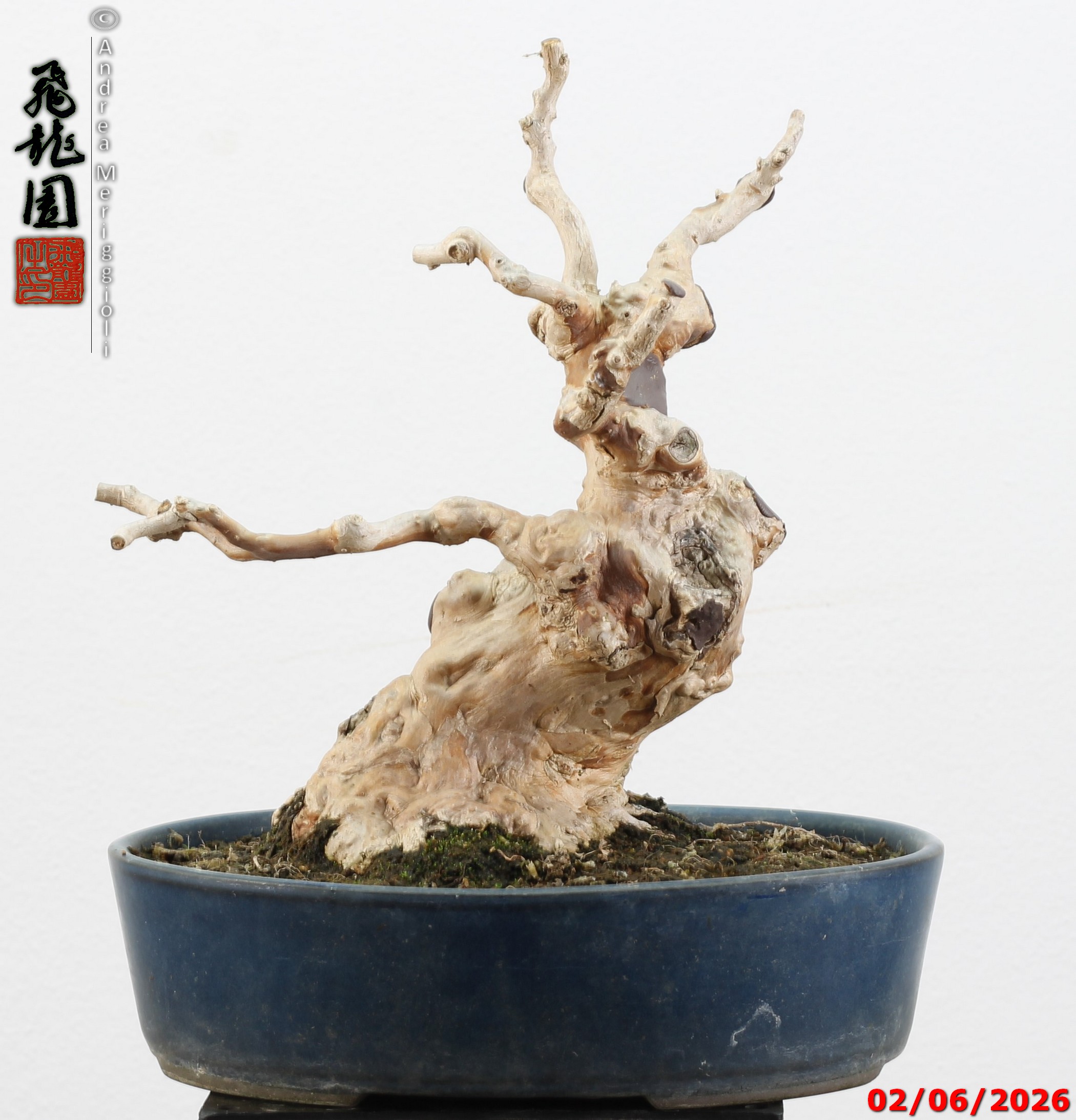 Lagerstroemia shohin - Image 7