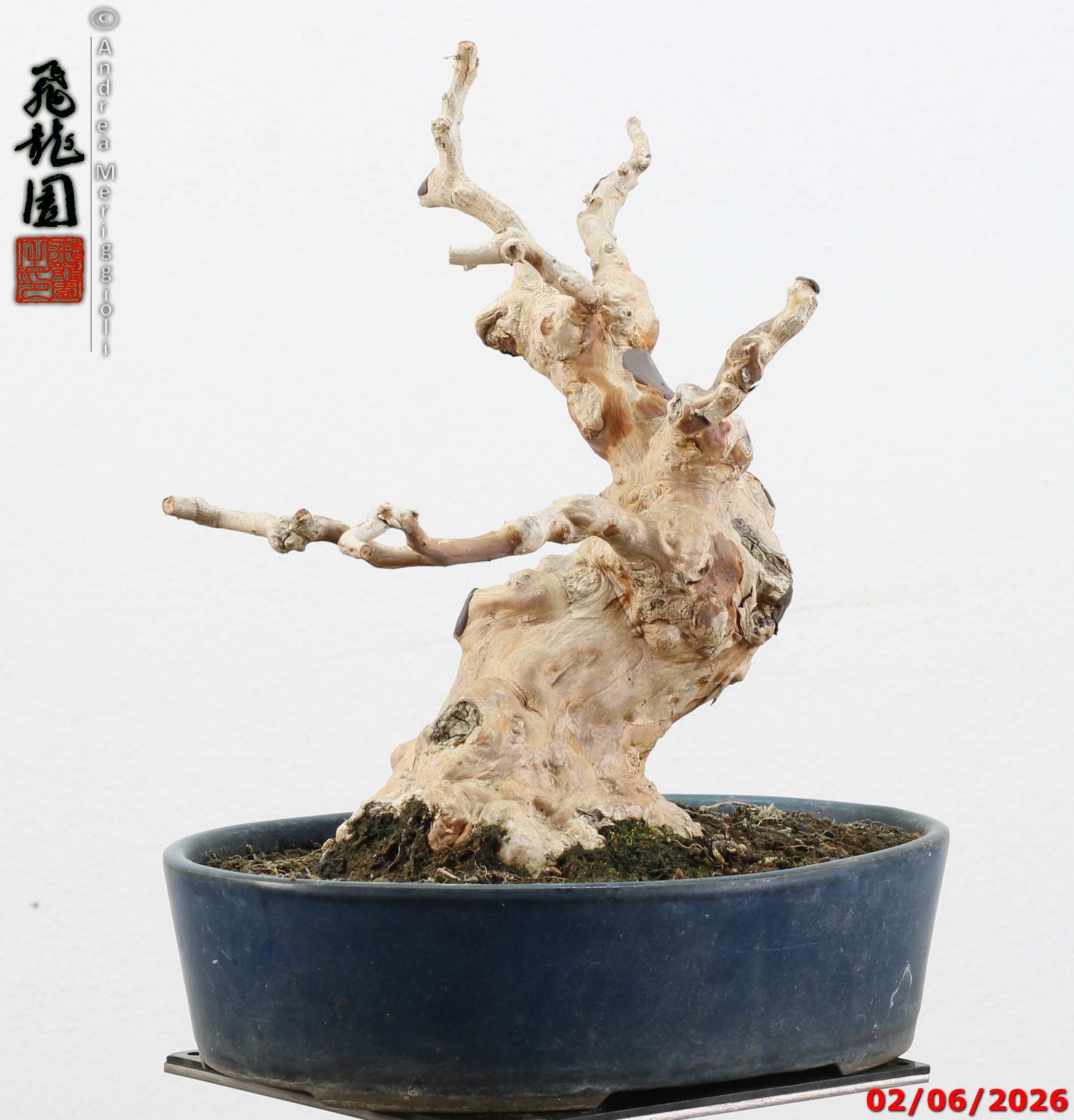 Lagerstroemia shohin - Image 6