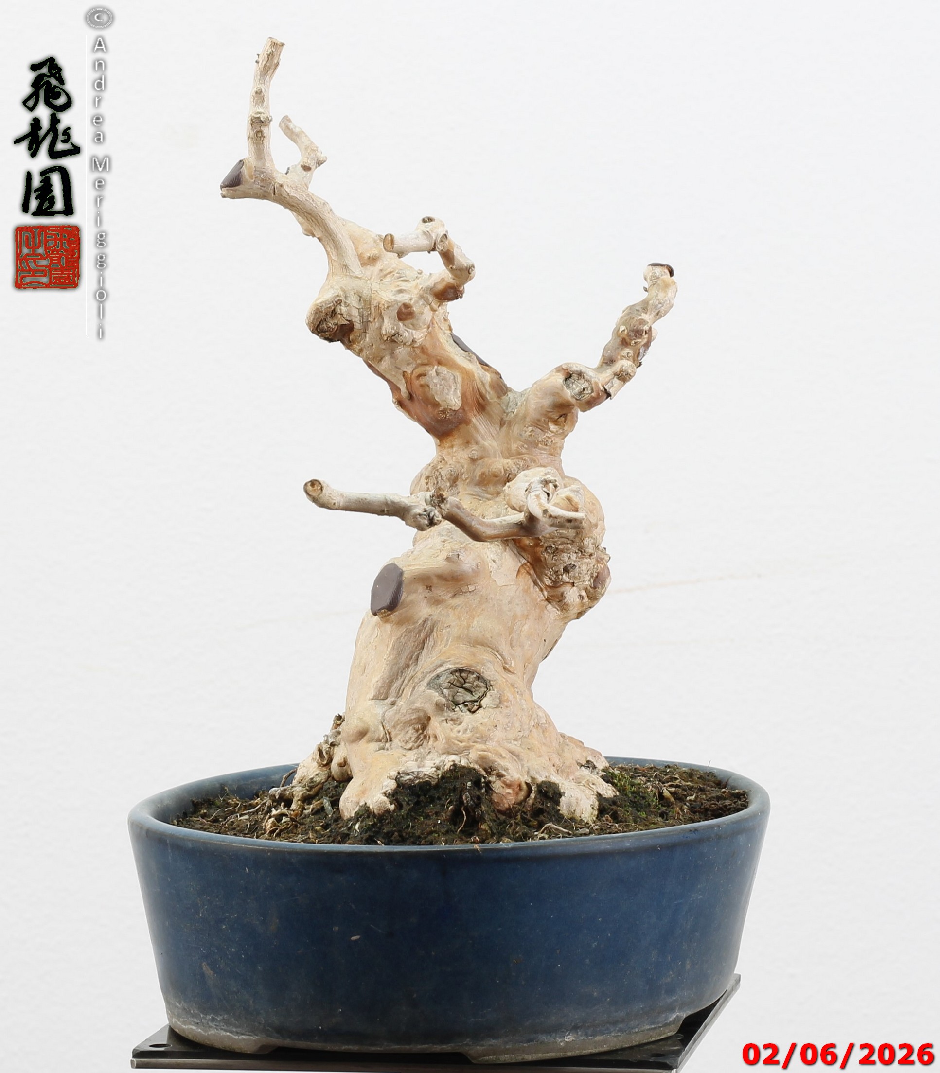 Lagerstroemia shohin - Image 5
