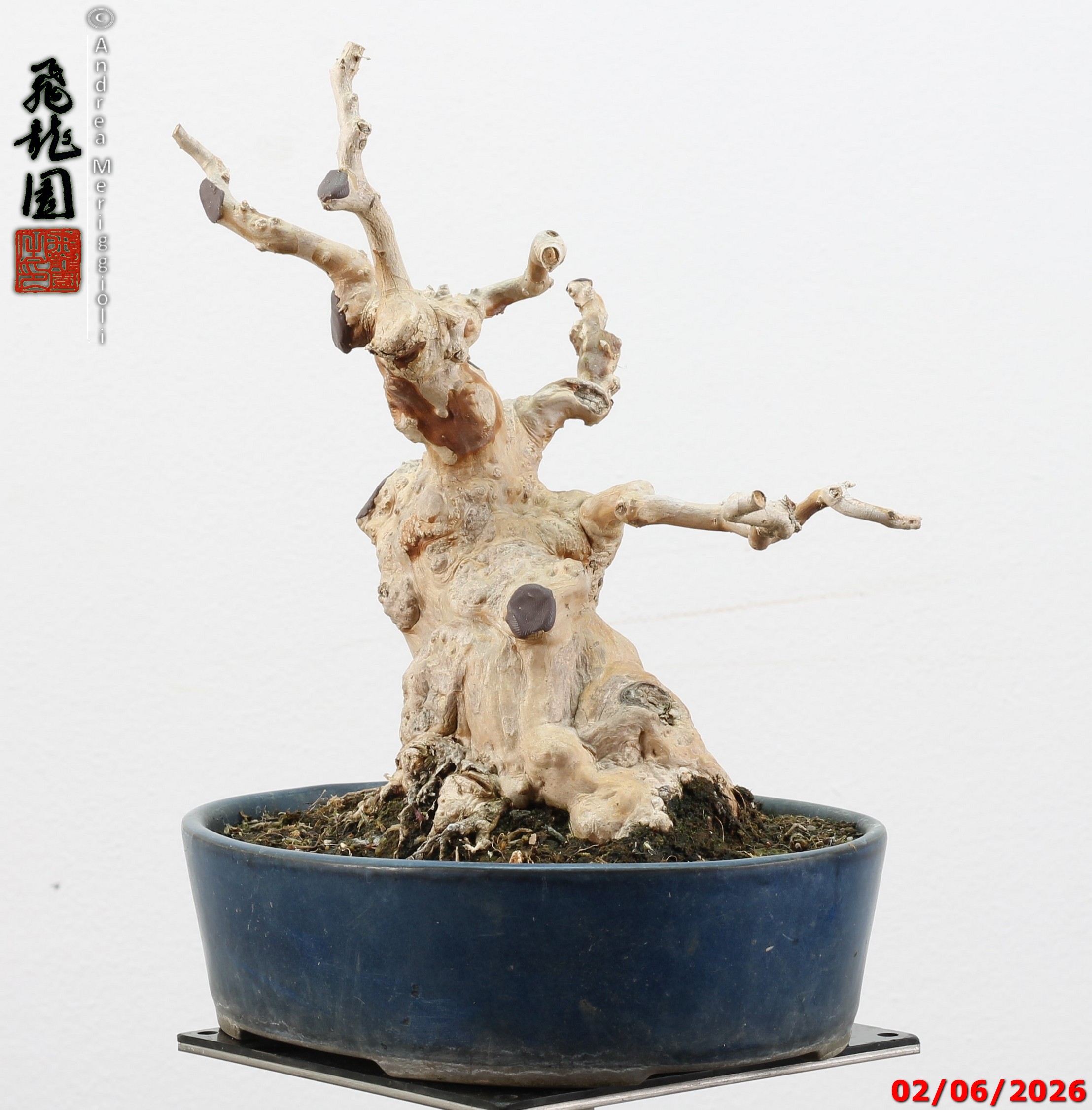 Lagerstroemia shohin - Image 4