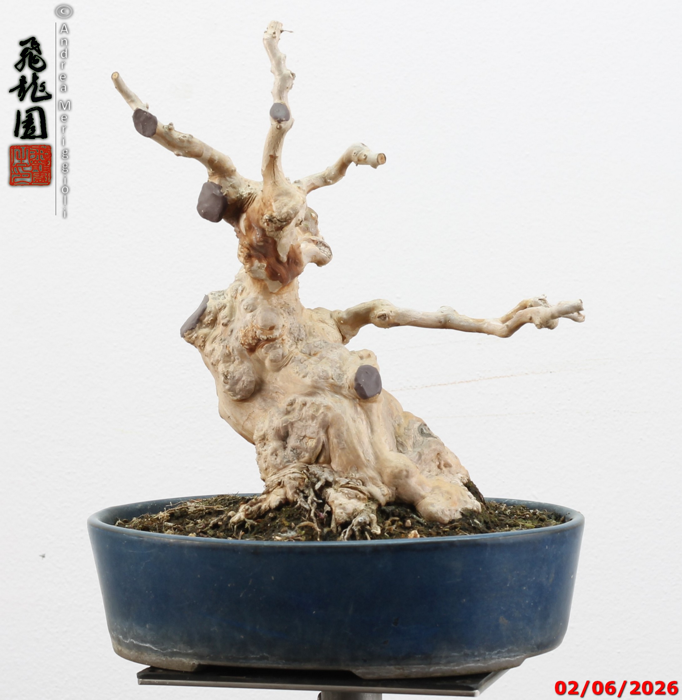Lagerstroemia shohin - Image 3