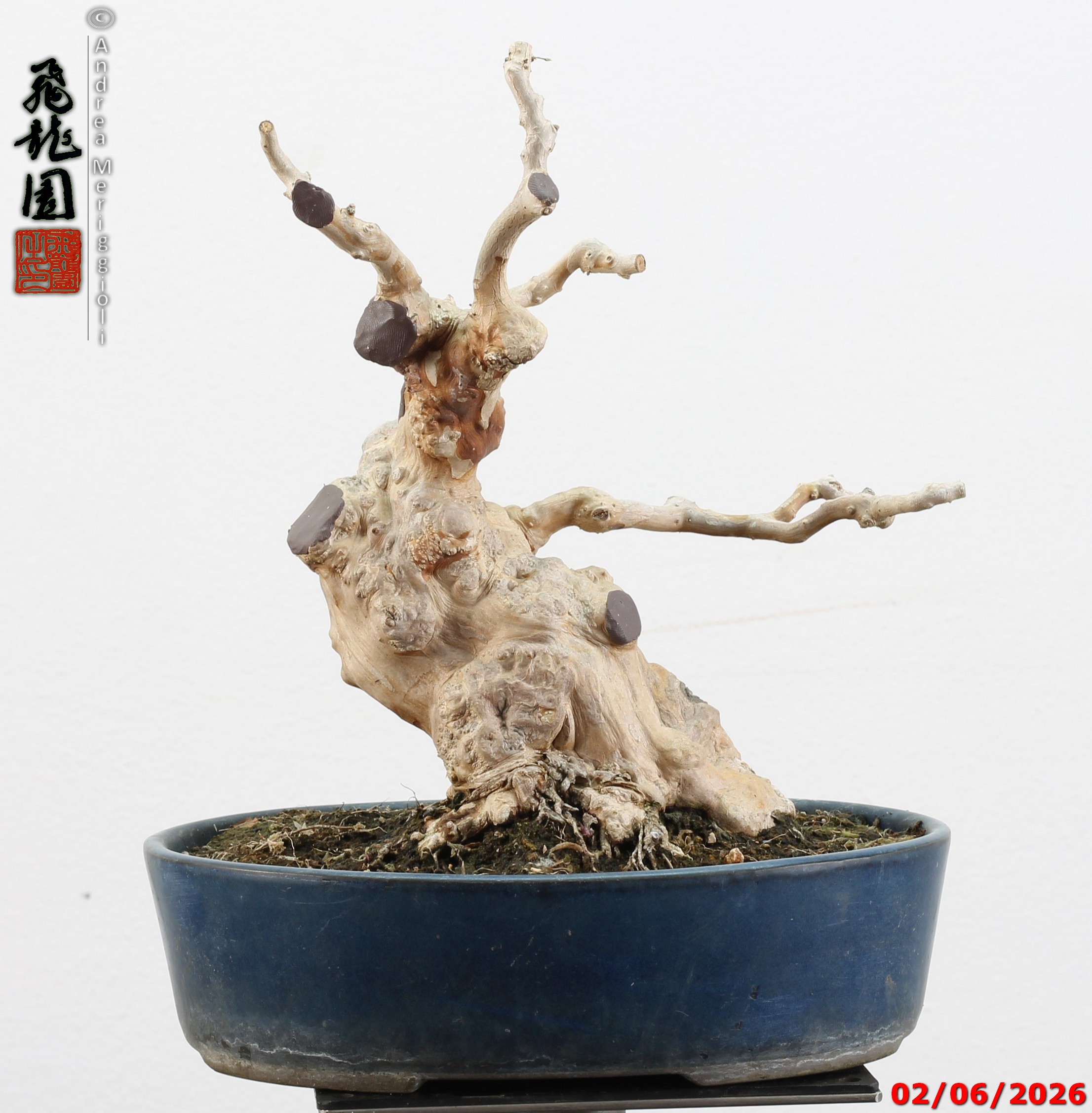 Lagerstroemia shohin - Image 2