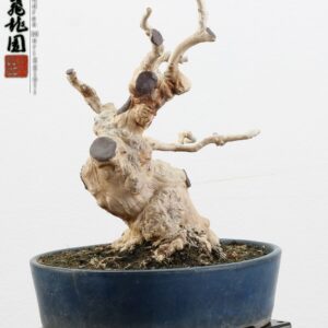 Lagerstroemia shohin