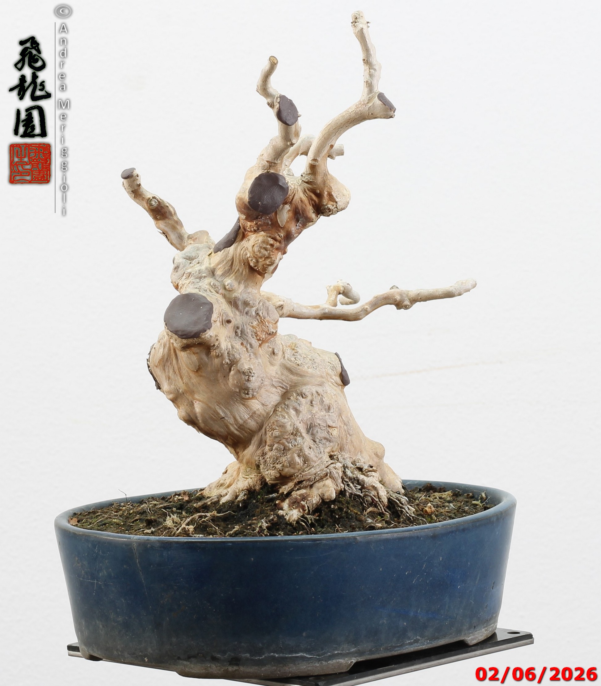 Lagerstroemia shohin
