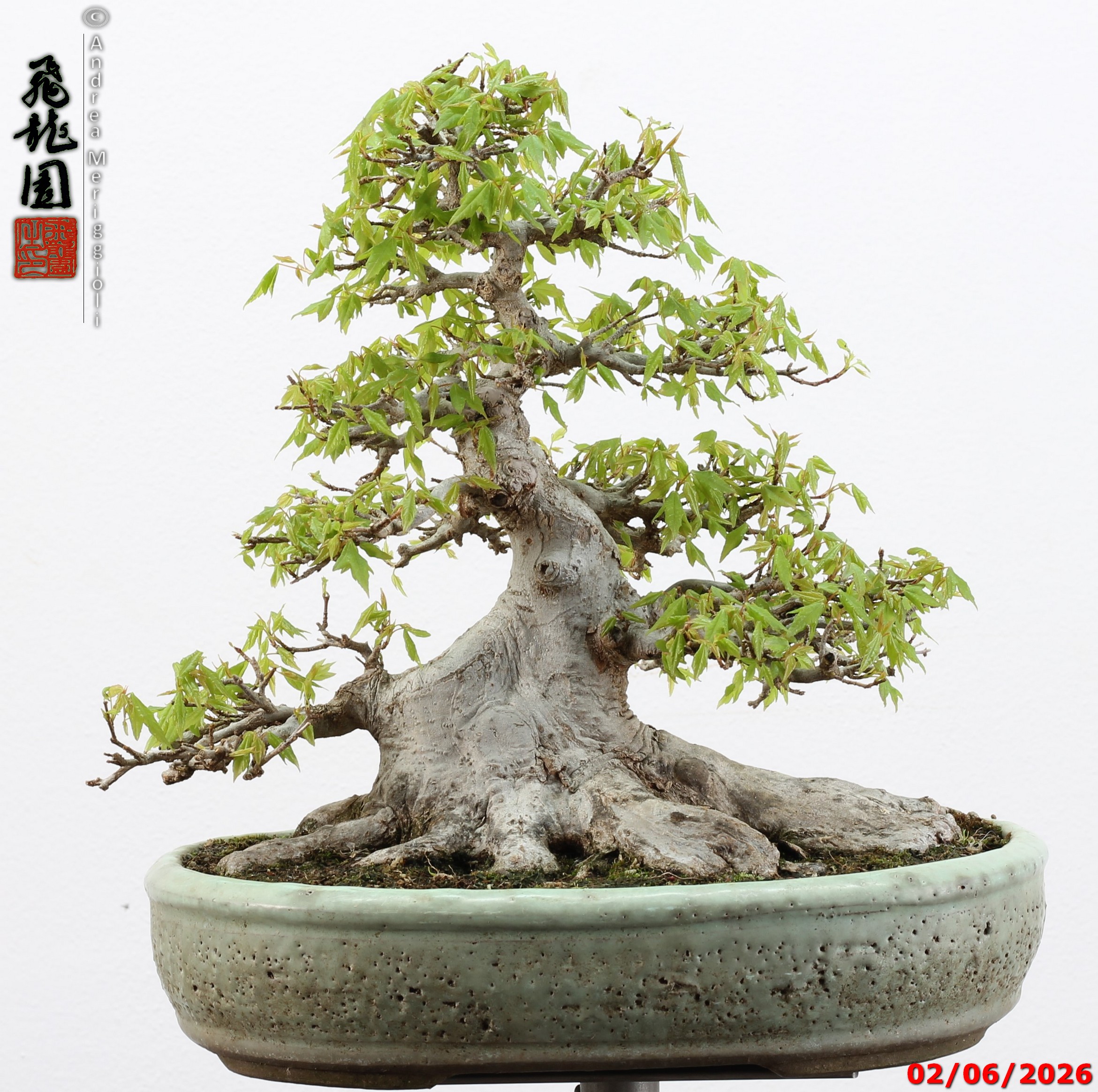 Acer buergerianum - immagine 13
