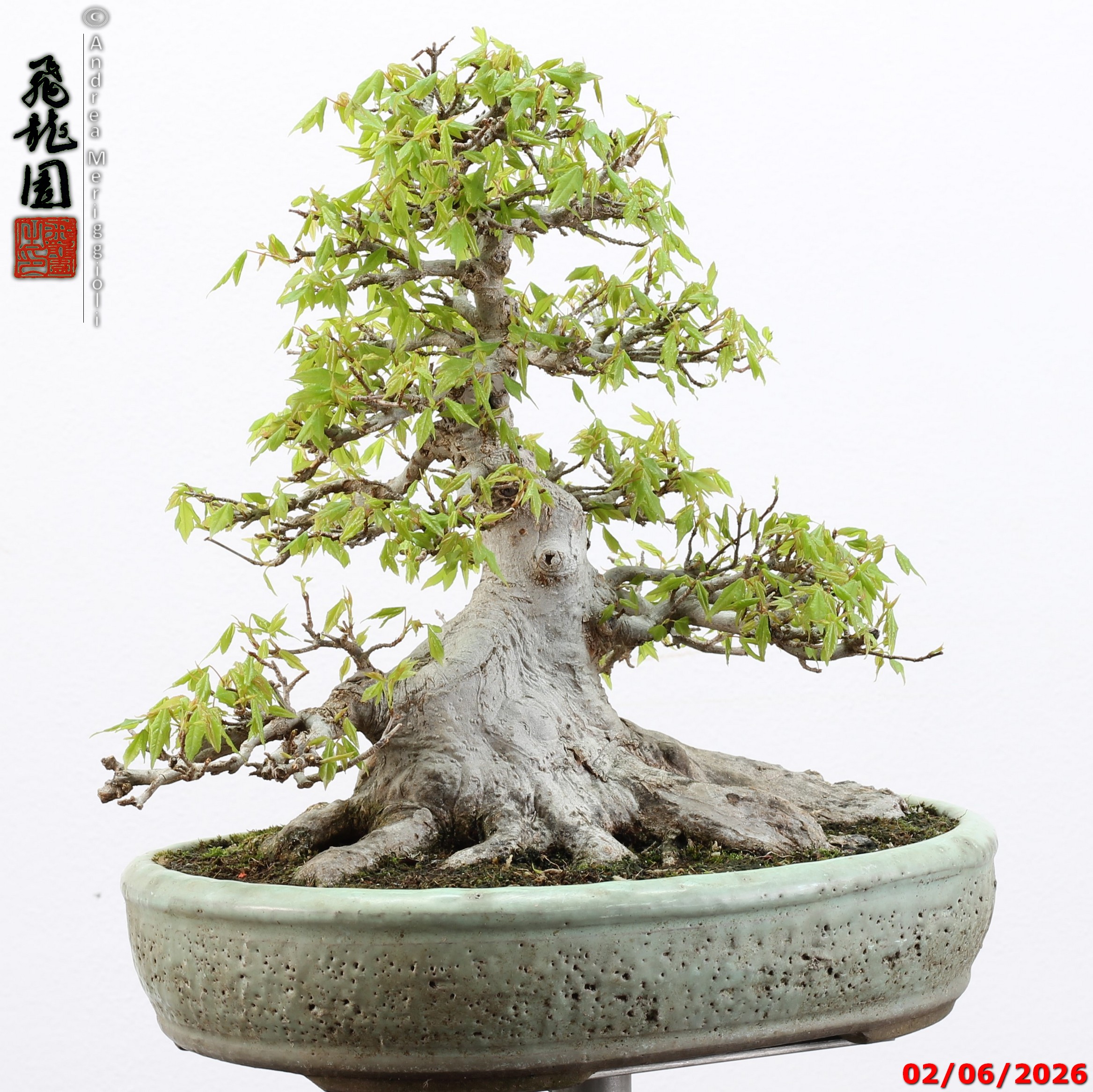 Acer buergerianum - immagine 12