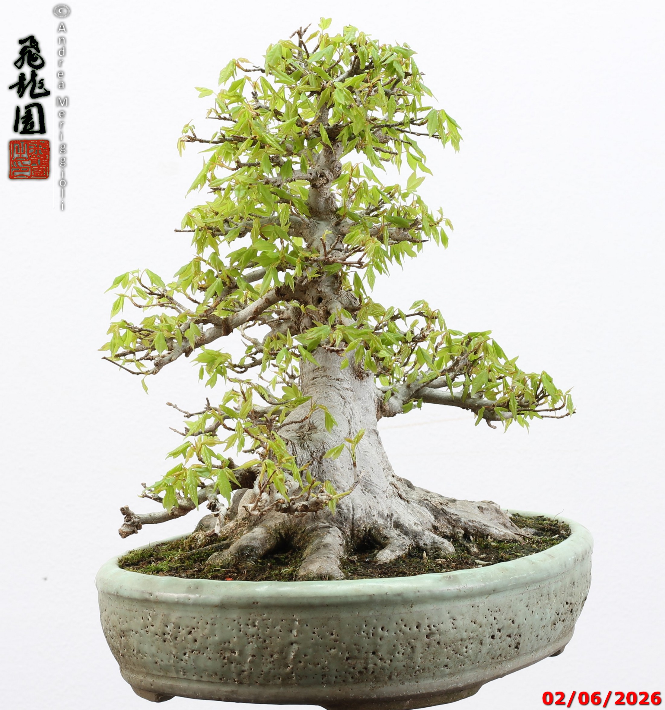 Acer buergerianum - immagine 11