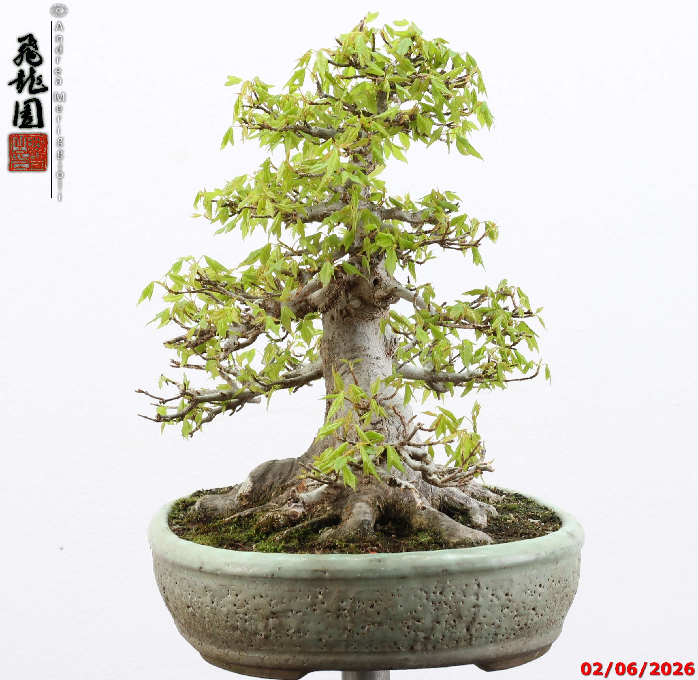 Acer buergerianum - immagine 10