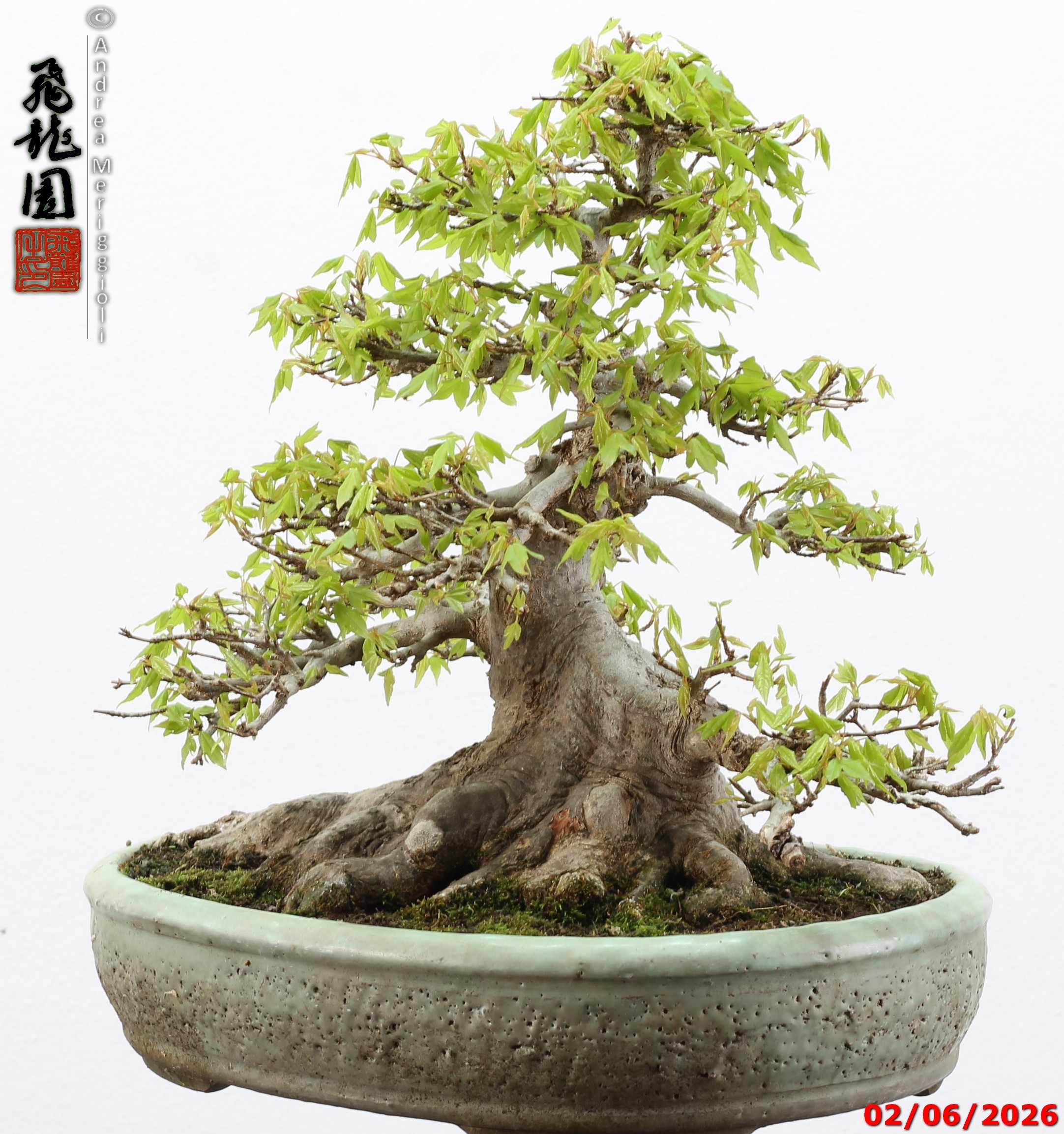 Acer buergerianum - immagine 9