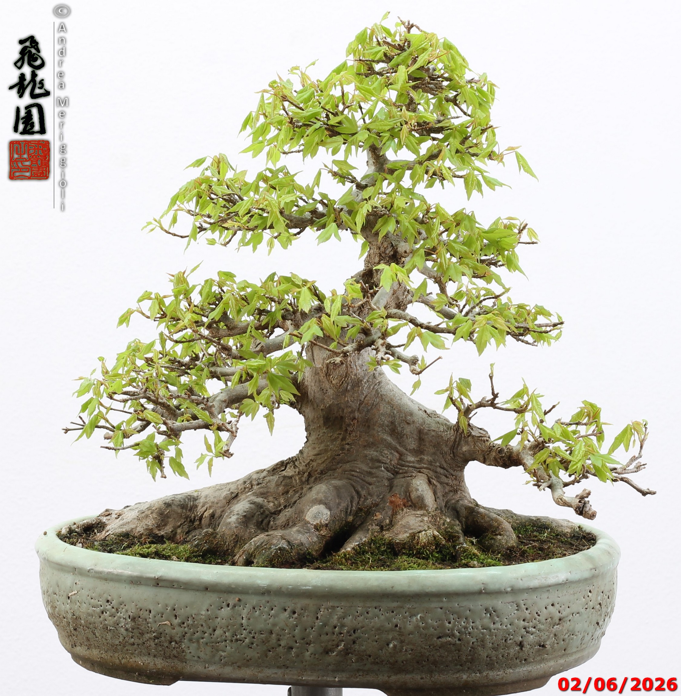 Acer buergerianum - immagine 8