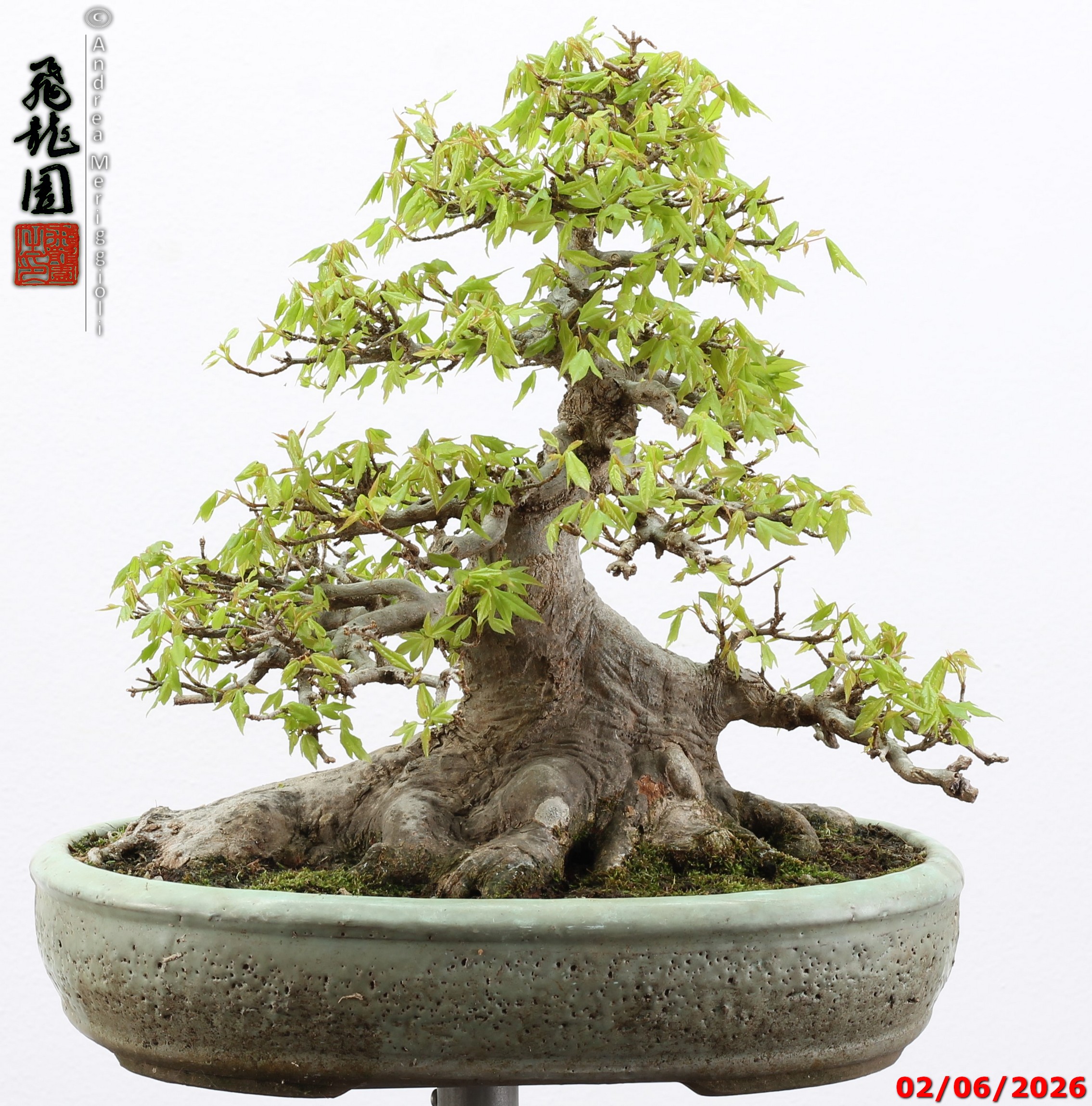 Acer buergerianum - immagine 7