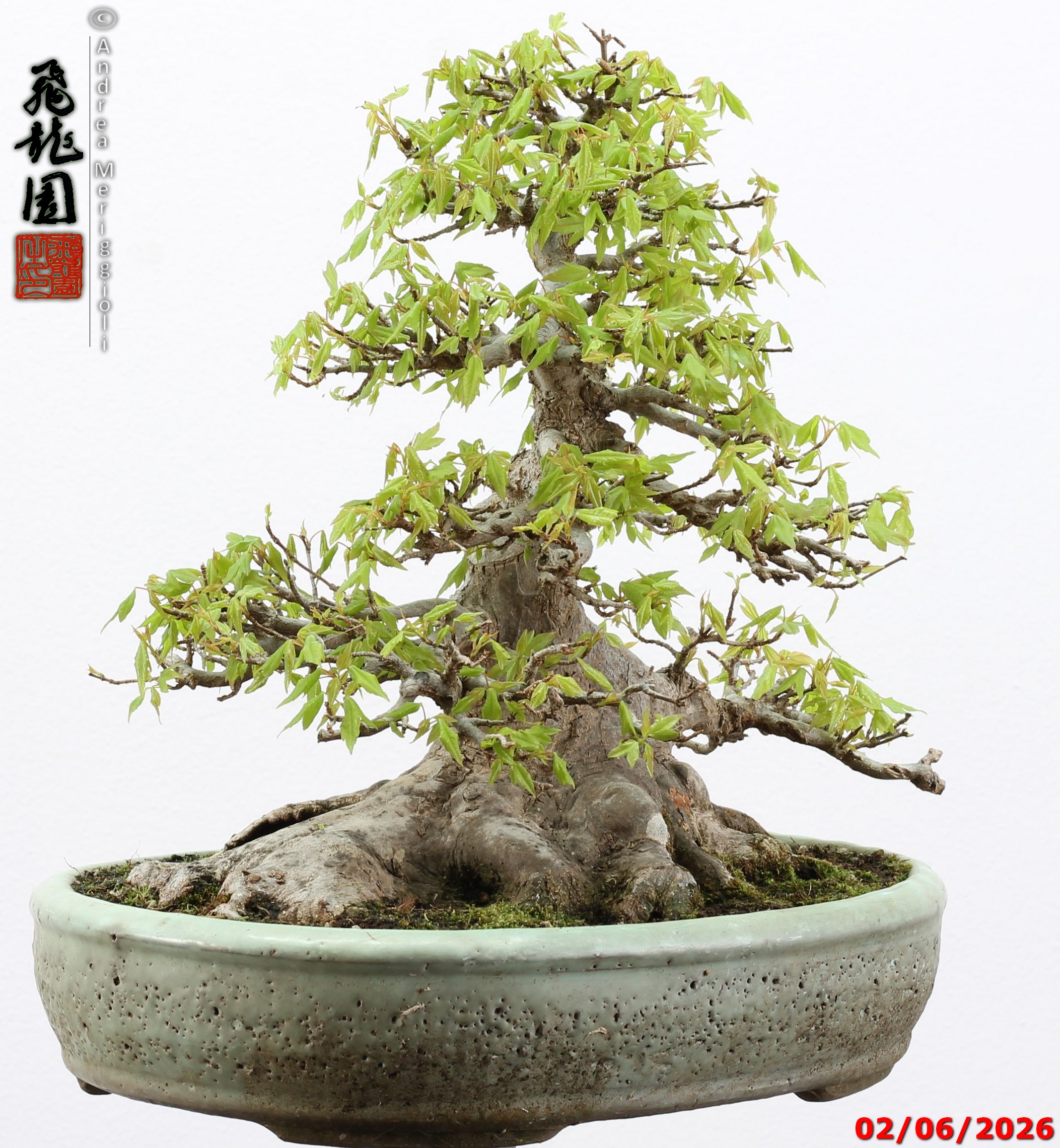 Acer buergerianum - immagine 6