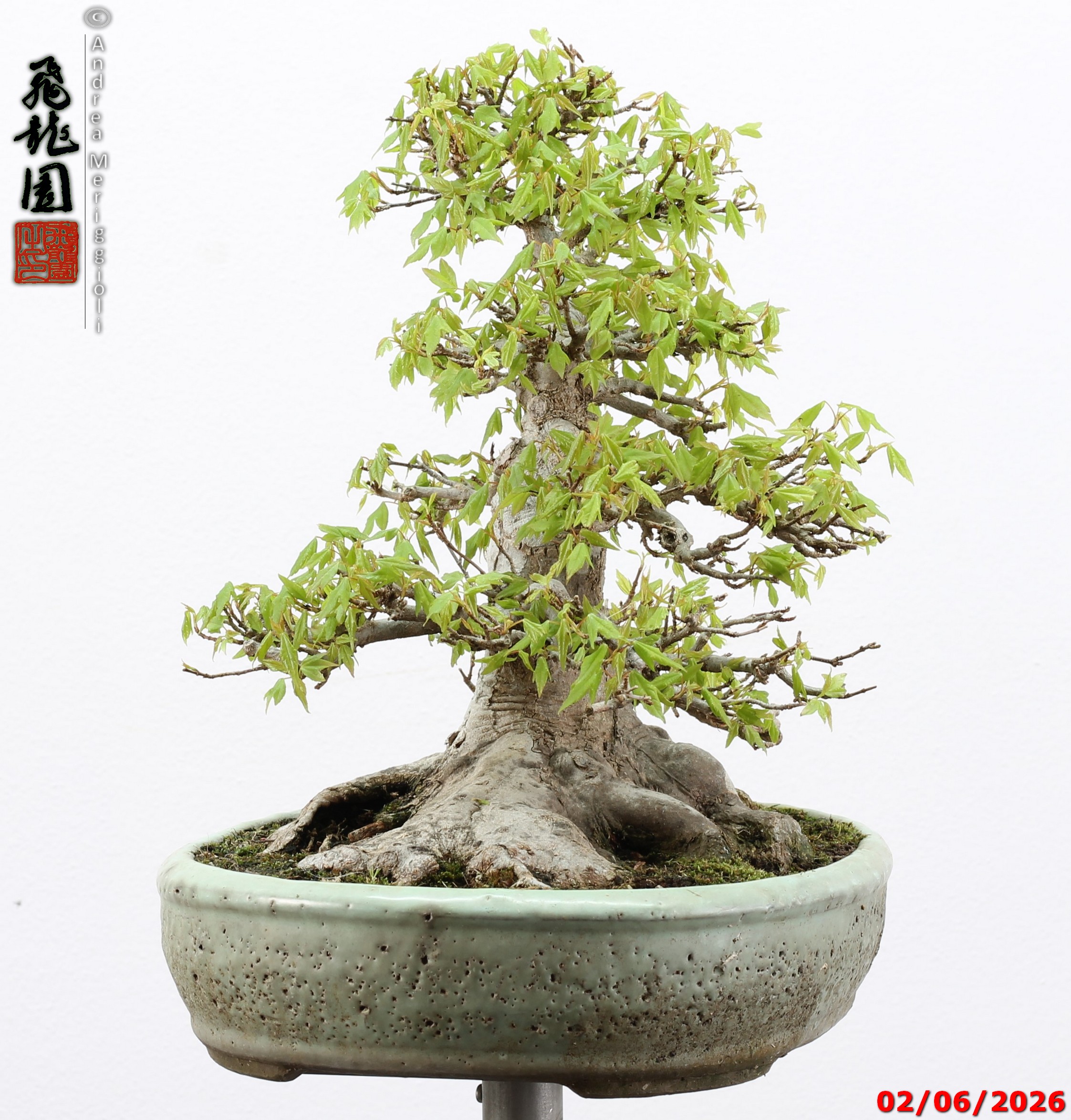 Acer buergerianum - immagine 5