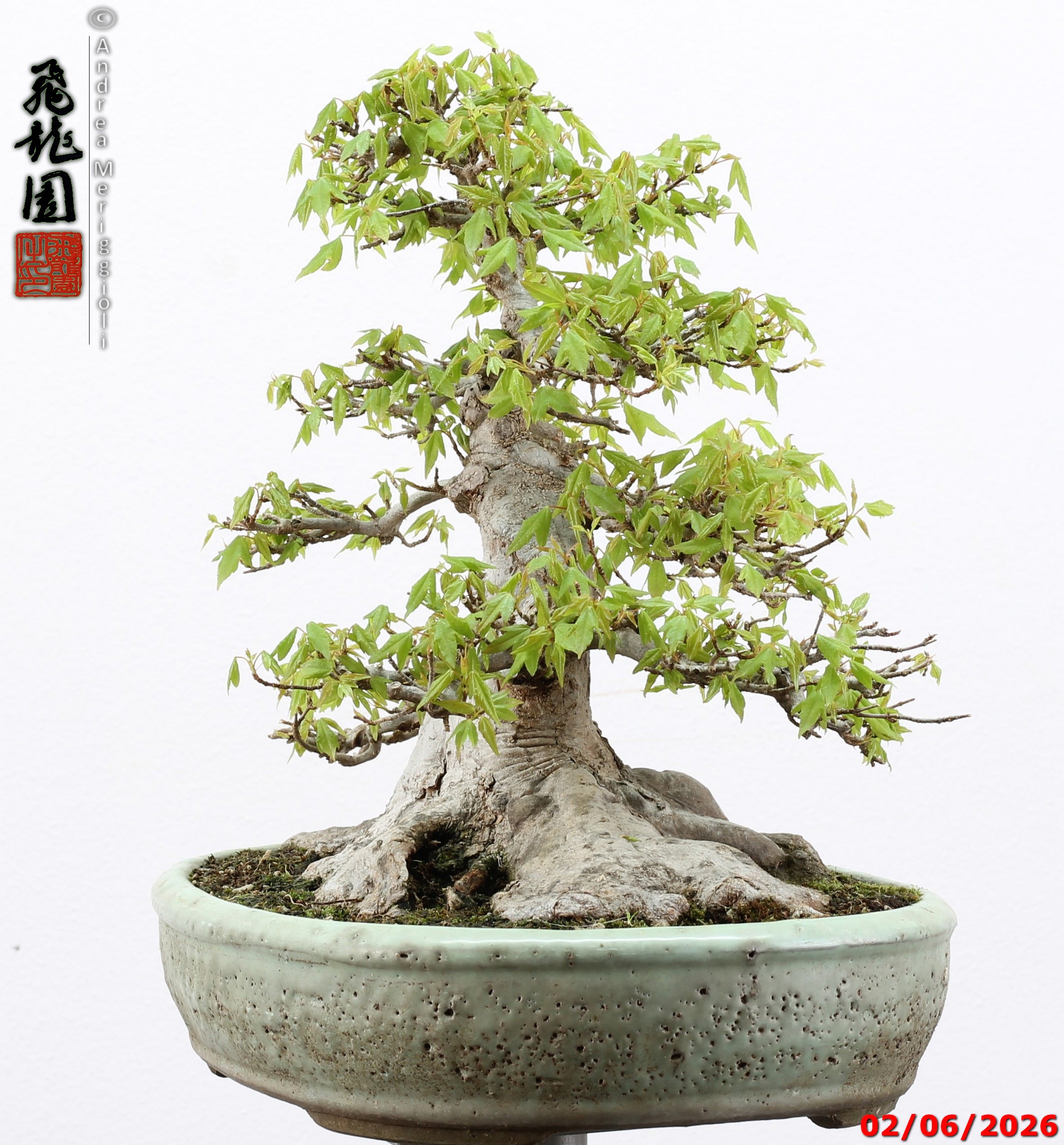 Acer buergerianum - immagine 4