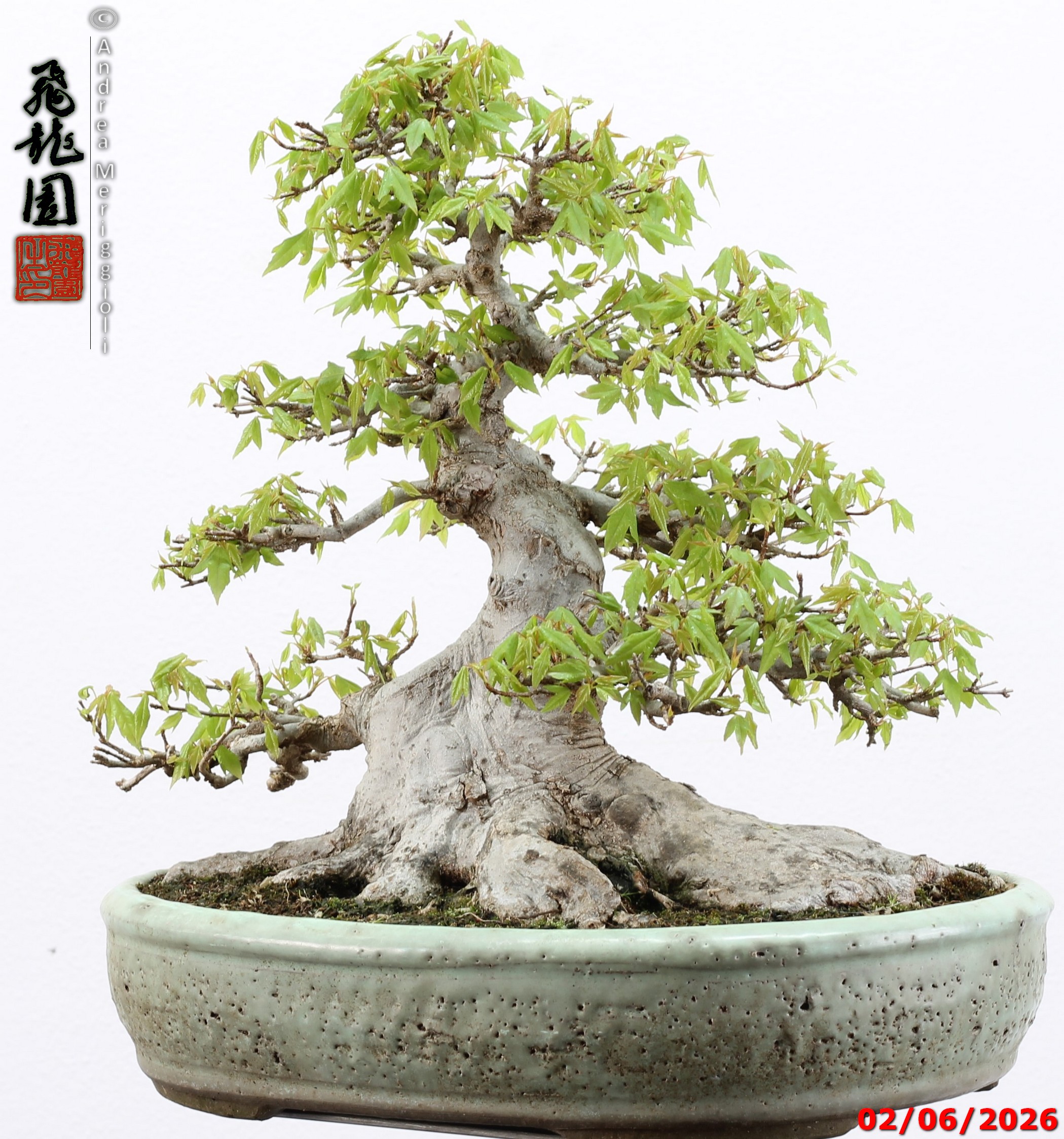 Acer buergerianum - immagine 3
