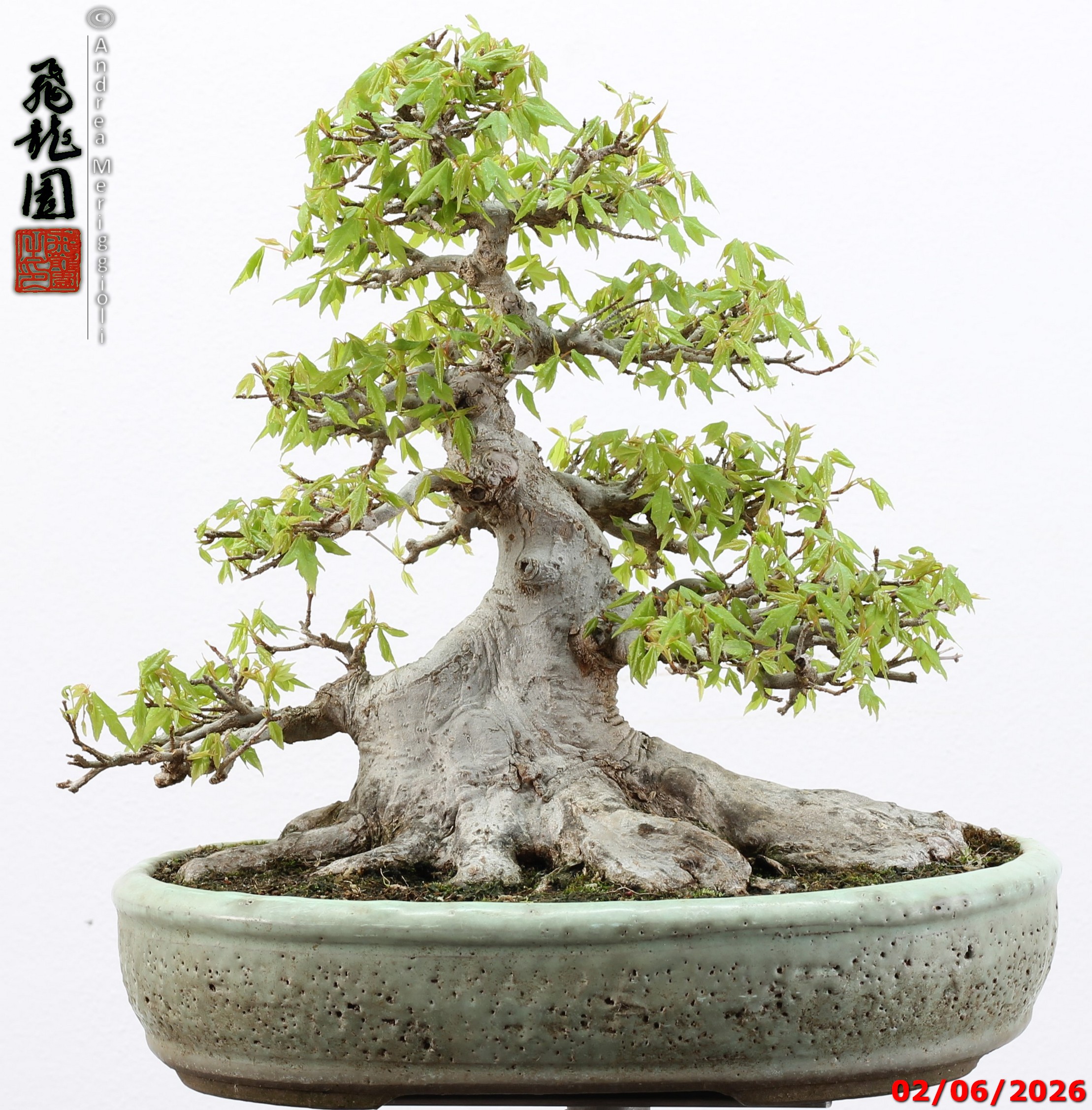 Acer buergerianum - immagine 2
