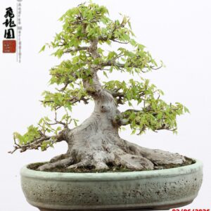 Acer buergerianum