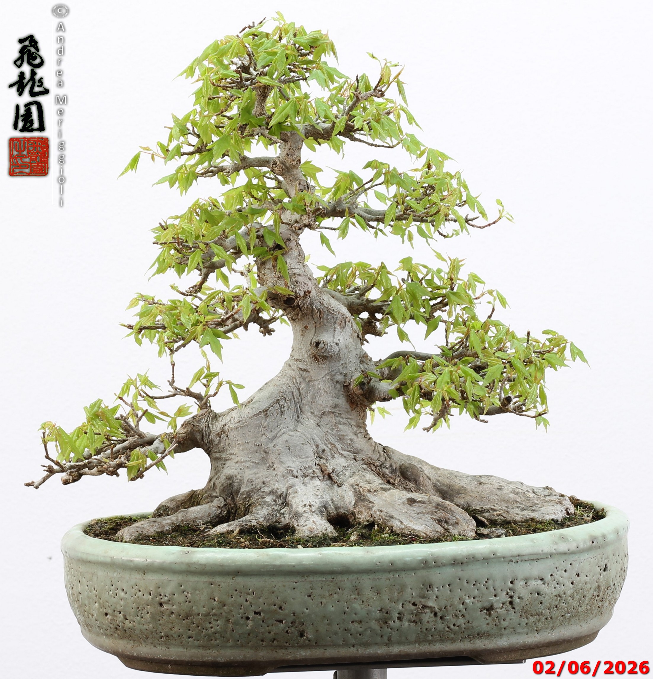 Acer buergerianum