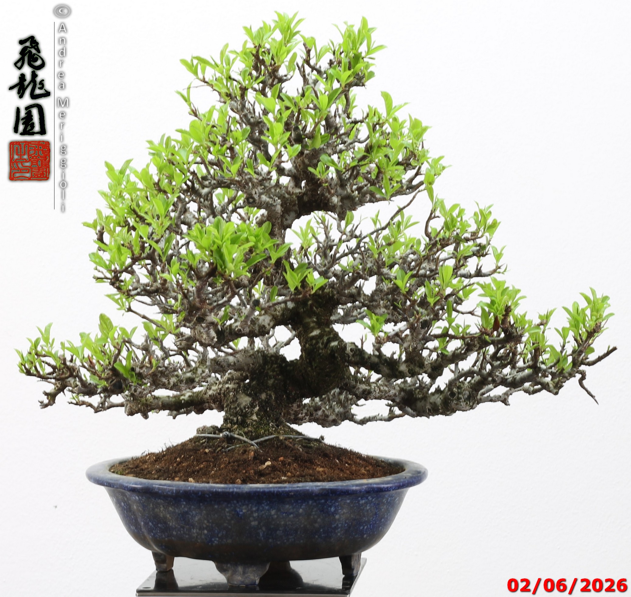 Pyracantha - immagine 14
