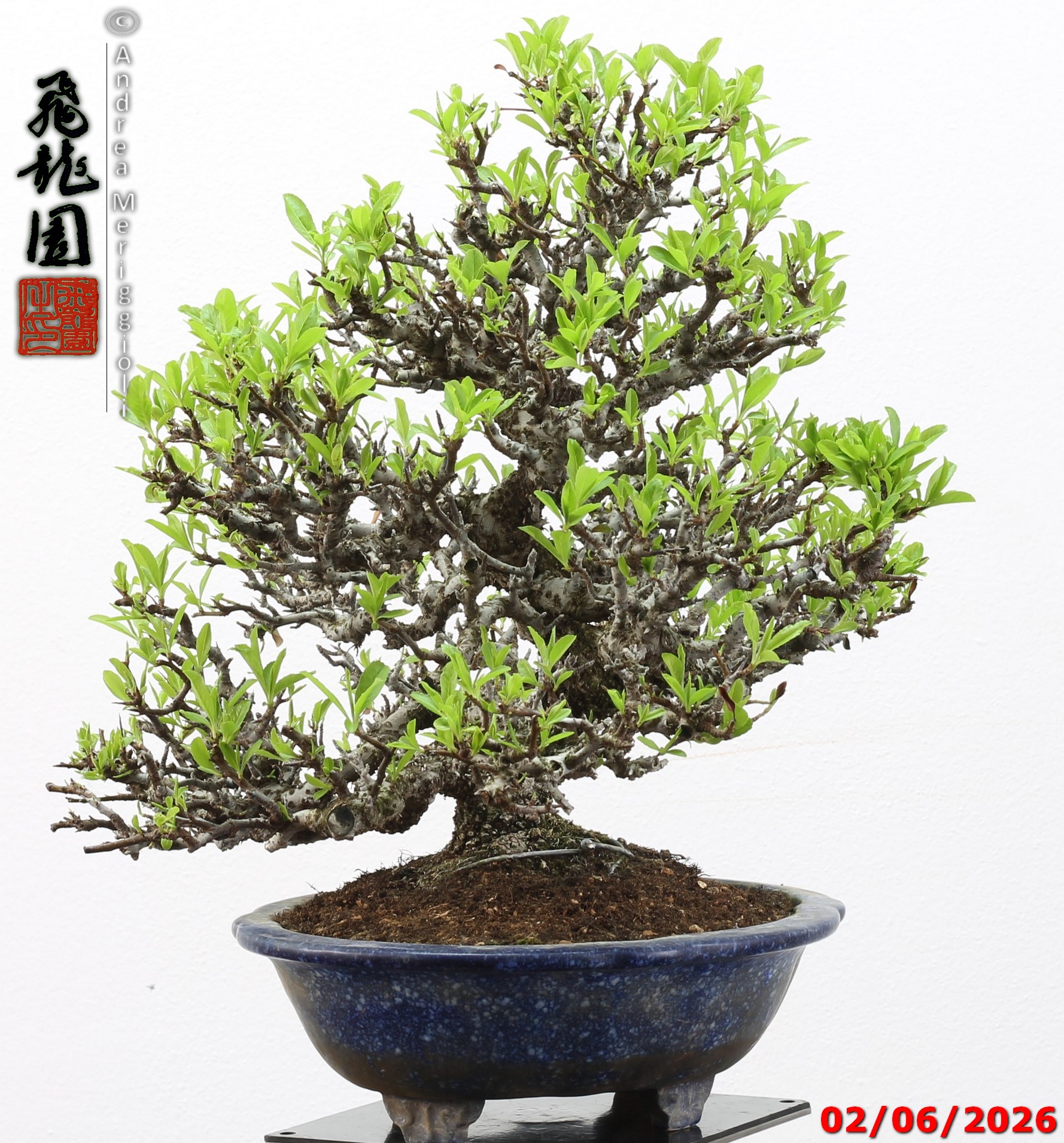 Pyracantha - immagine 12